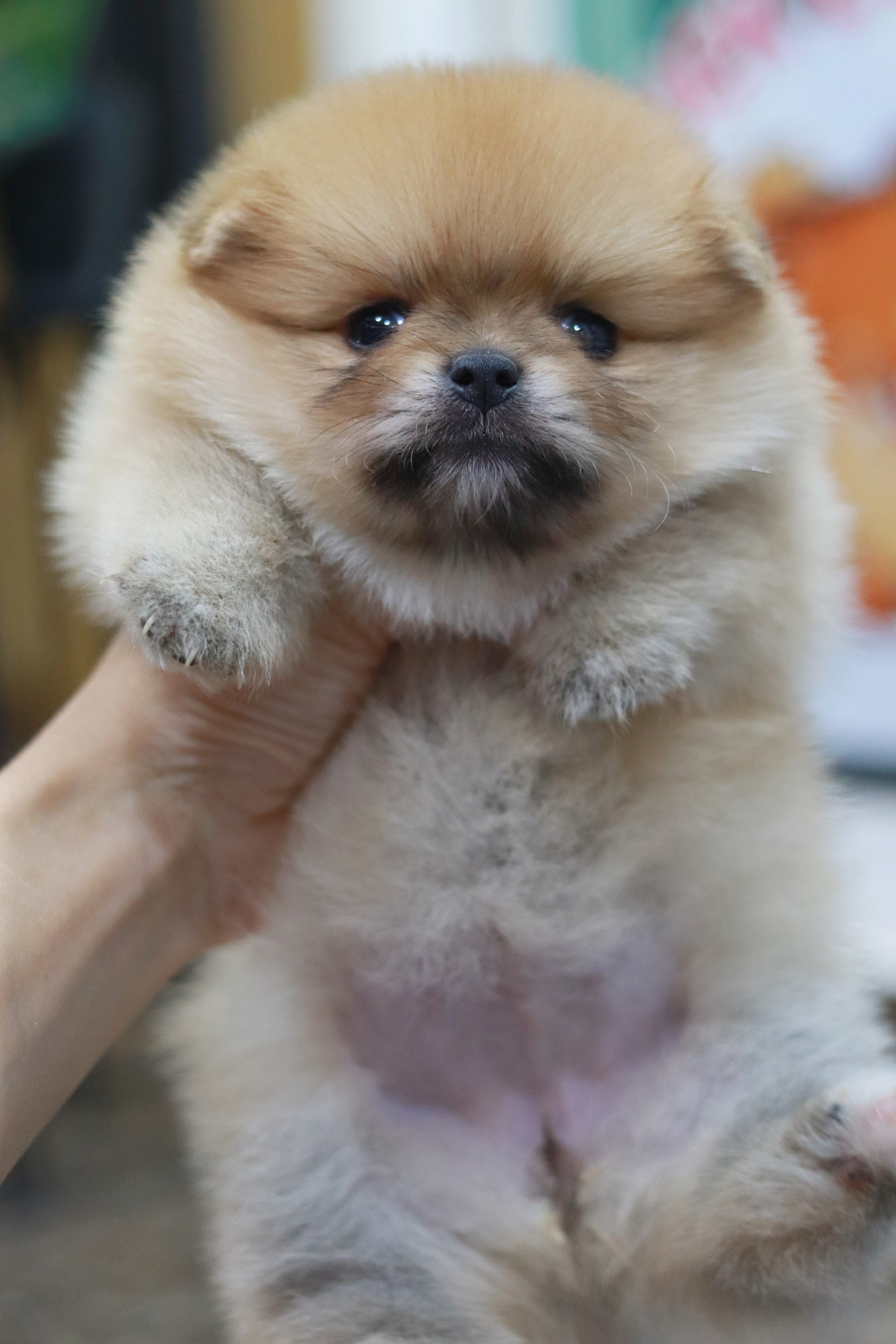 ปอมเมอเรเนียน เพศเมีย ขนแน่นๆ