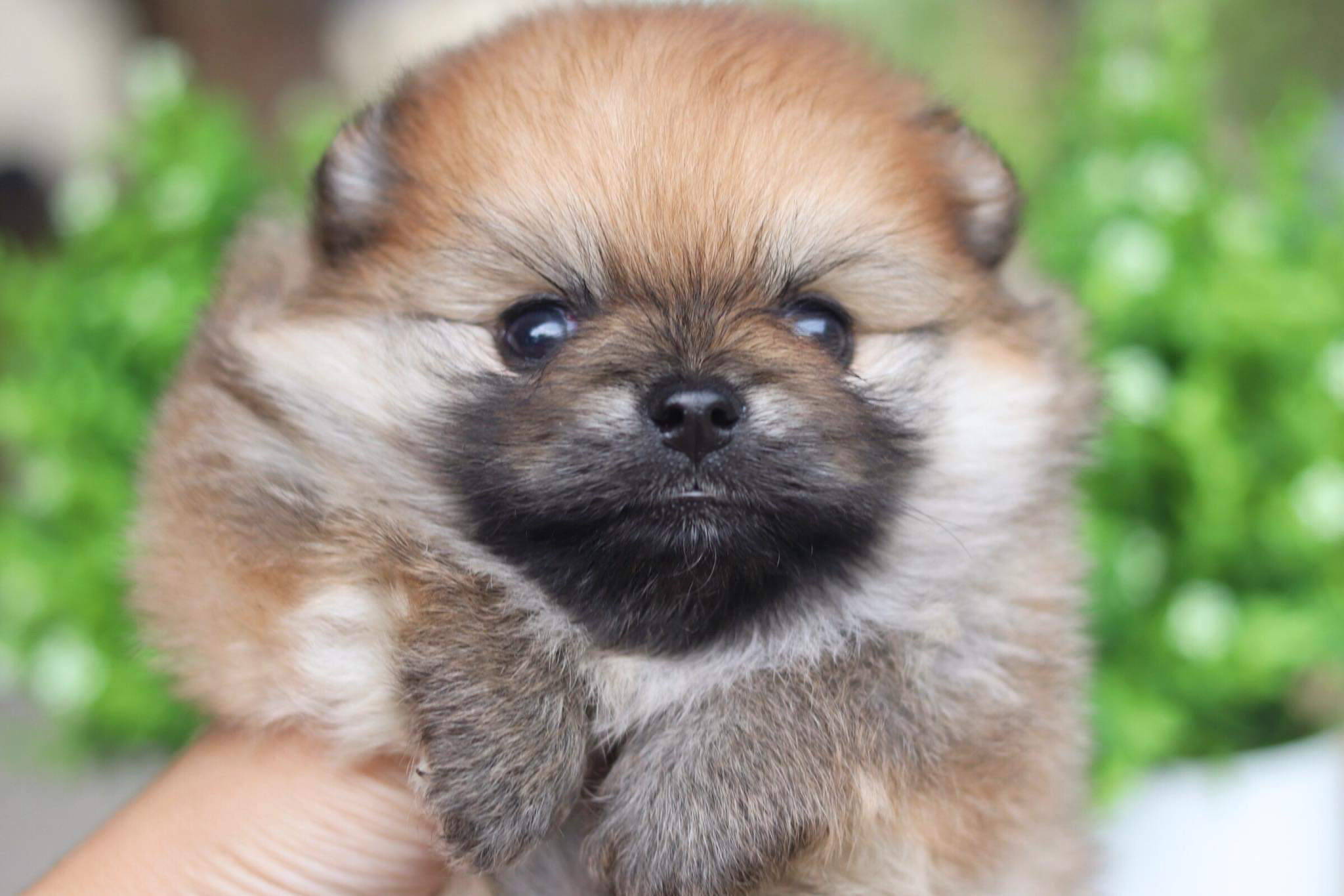 ปอมเมอเรเนียน เพศผู้