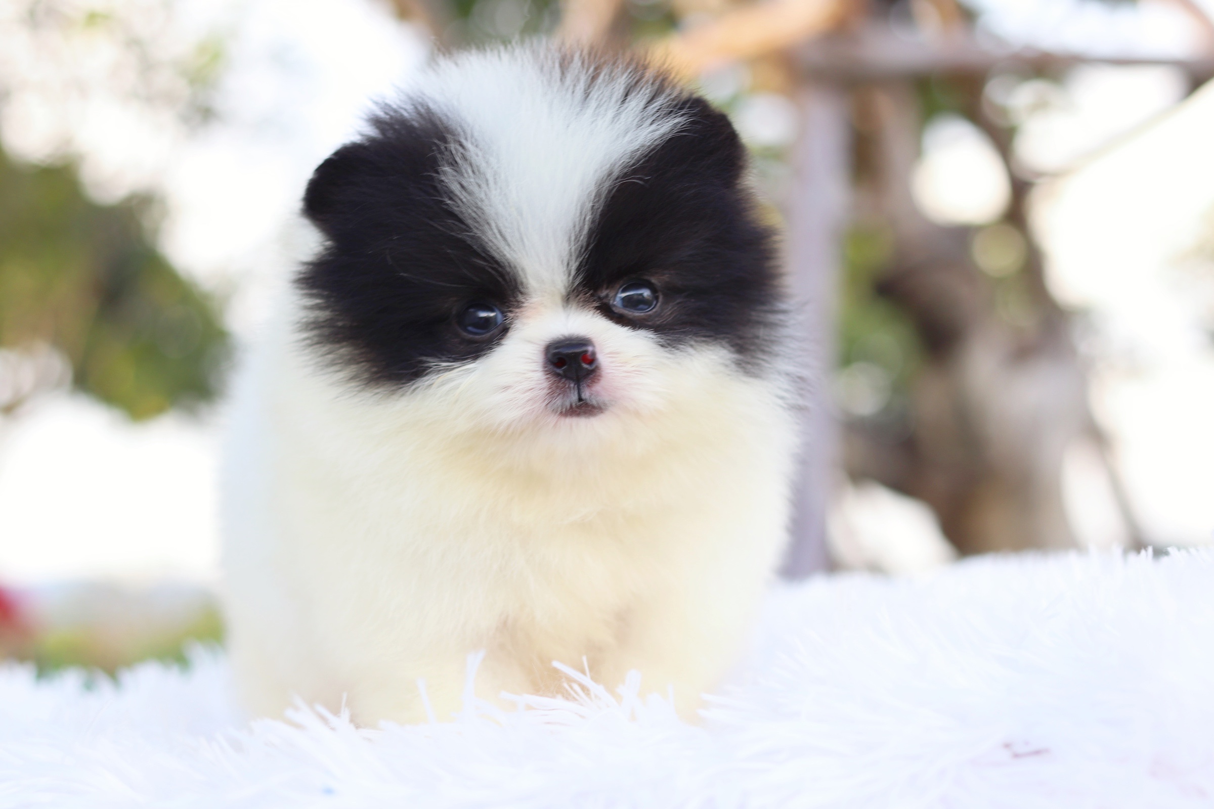 ปอมเมอเรเนียน เพศผู้ สีแพนด้า น่ารักหน้าแมวมาก