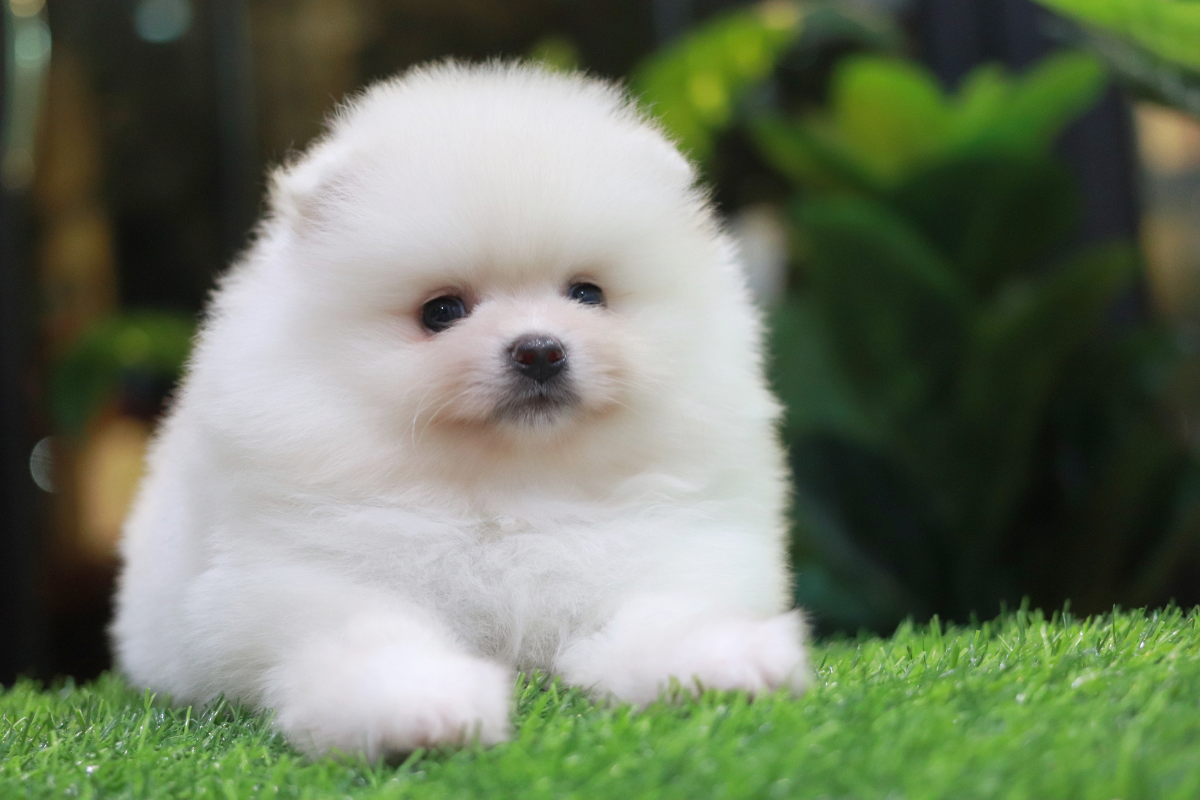 ปอมเมอเรเนียน เพศเมีย สีขาวครีม ขนแน่นขาใหญ่