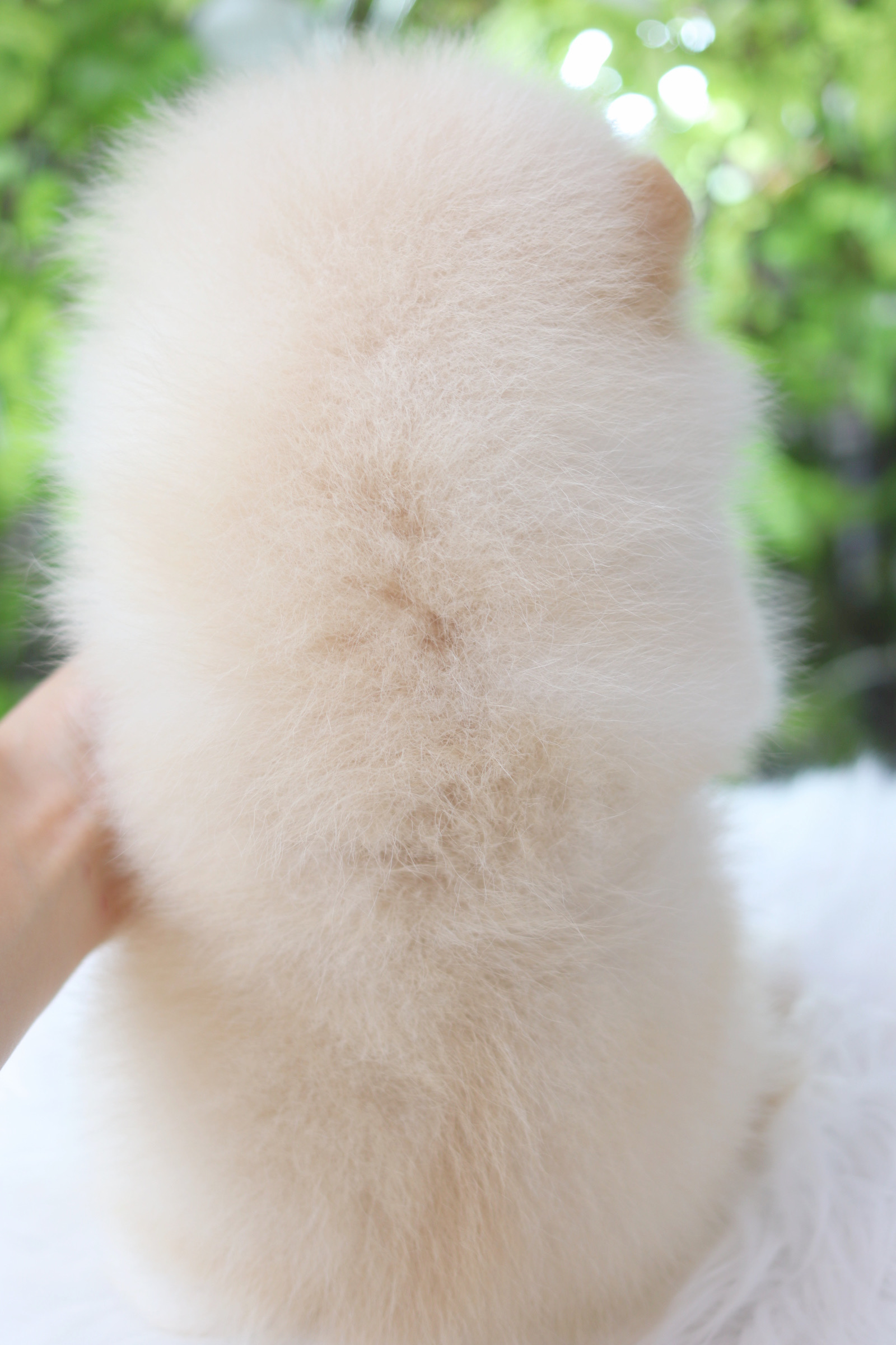 ปอมเมอเรเนียน เพศเมียสีขาวครีม