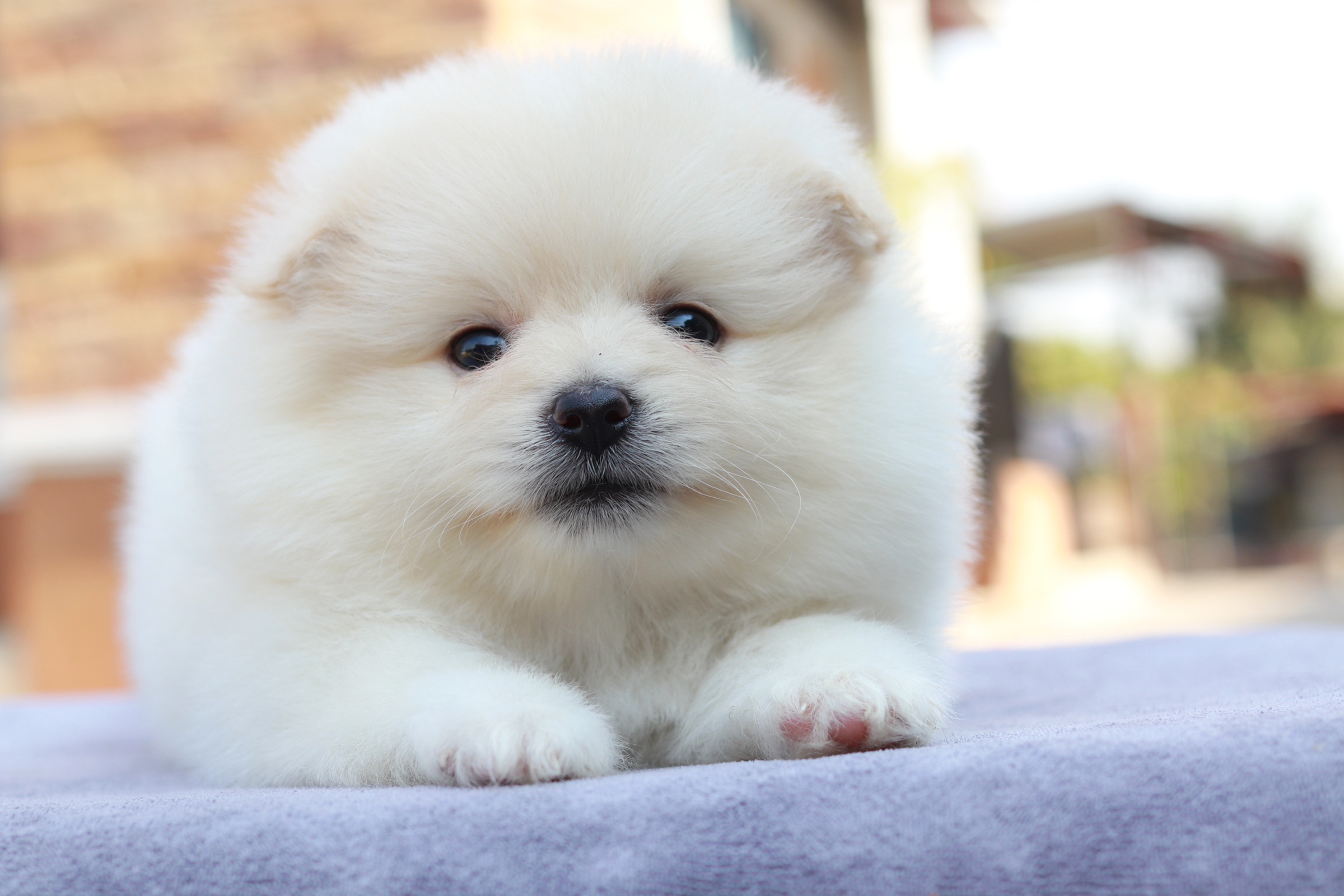 ปอมเมอเรเนียน เพศผู้