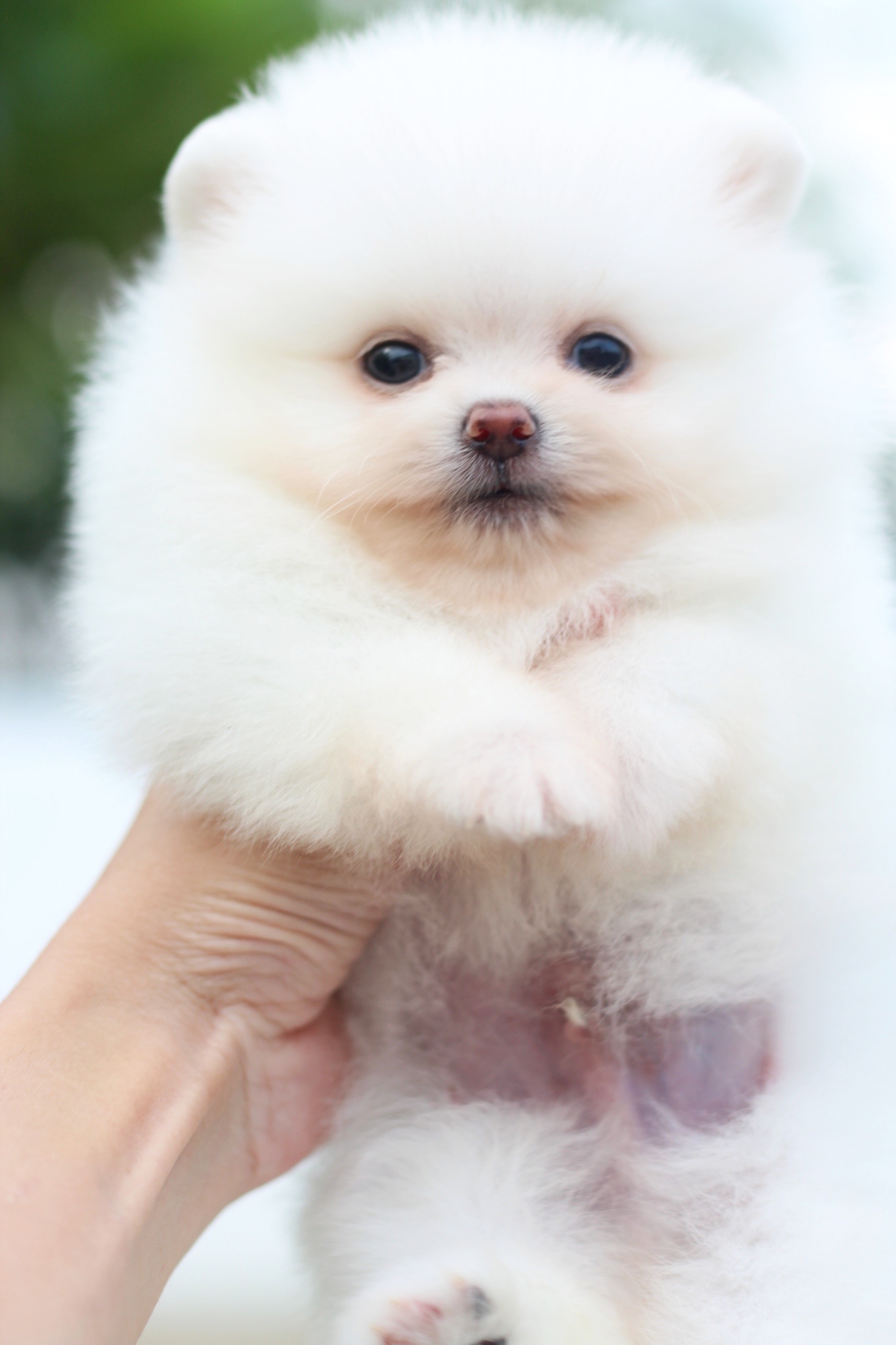 ปอมเมอเรเนียน เพศผู้ขาวครีมเกรดโชว์