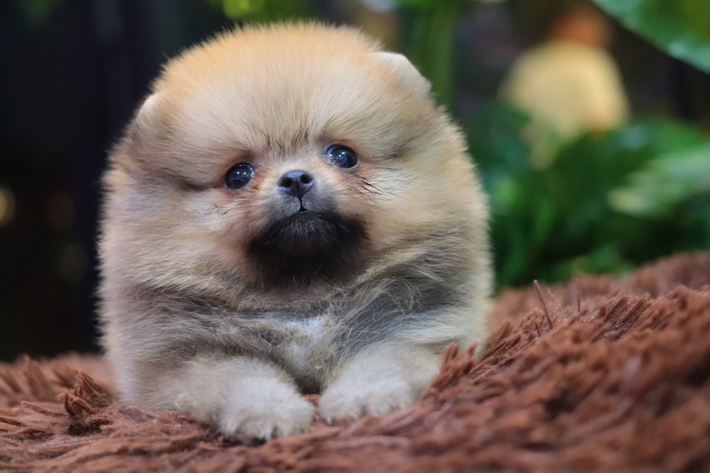 ปอมเมอเรเนียน เพศเมียสีส้มไซส์เล็ก