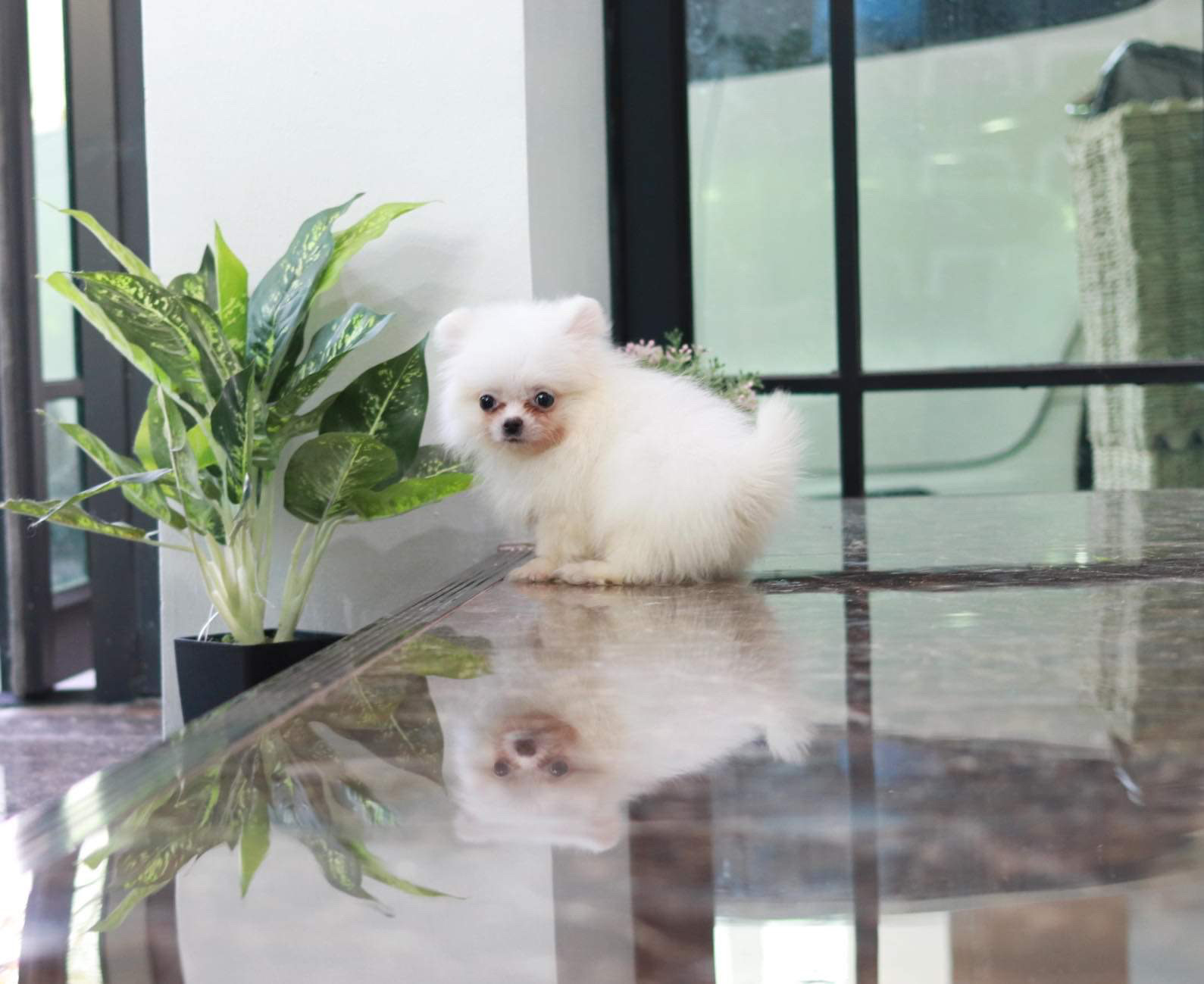 ปอมเมอเรเนียนทีคัพ อายุสามเดือนเพศผู้