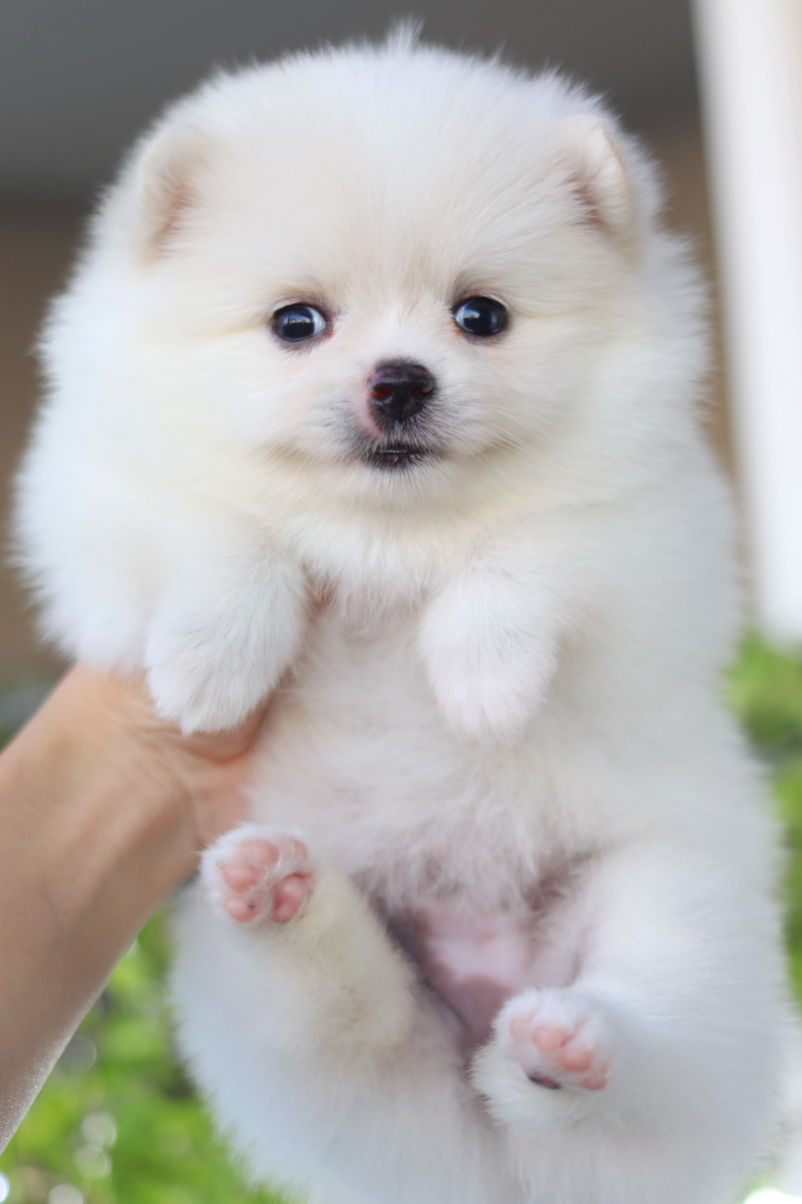 ปอมเมอเรเนียน เพศเมียสีขาวครีม