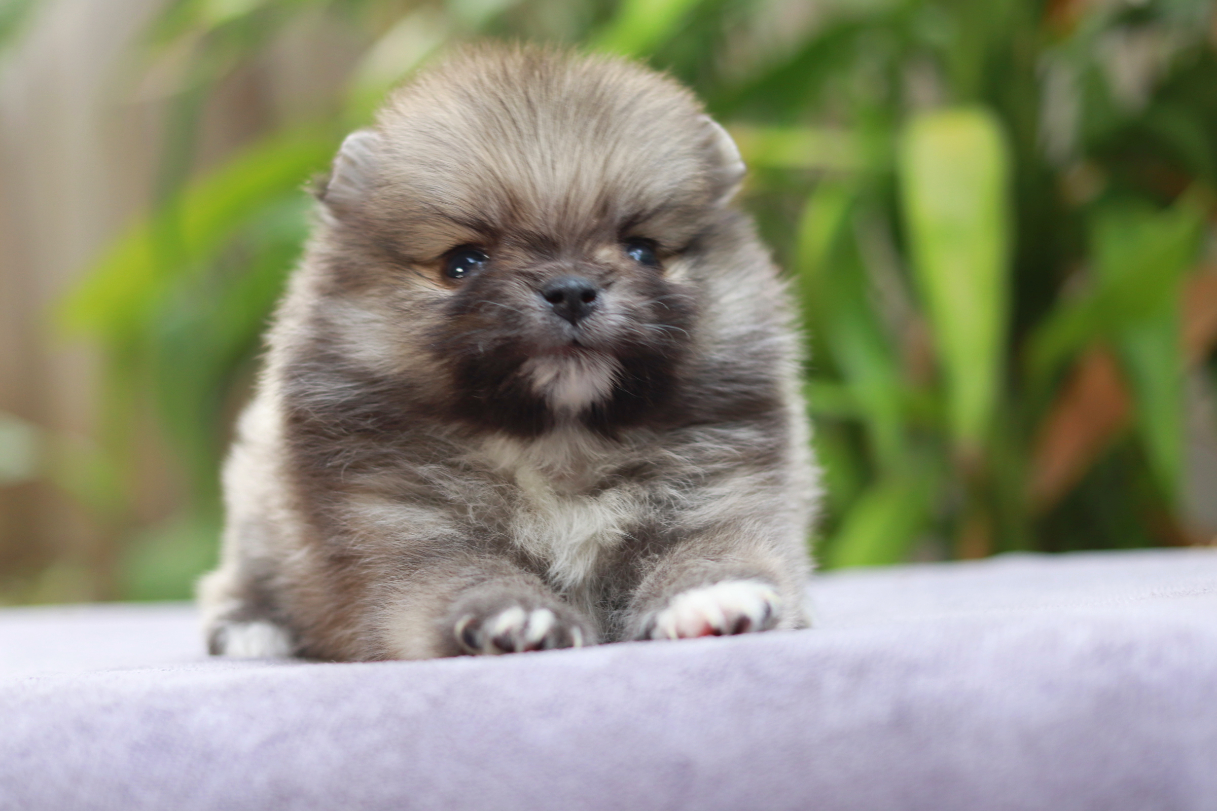 ปอมเมอเรเนียน เพศผู้