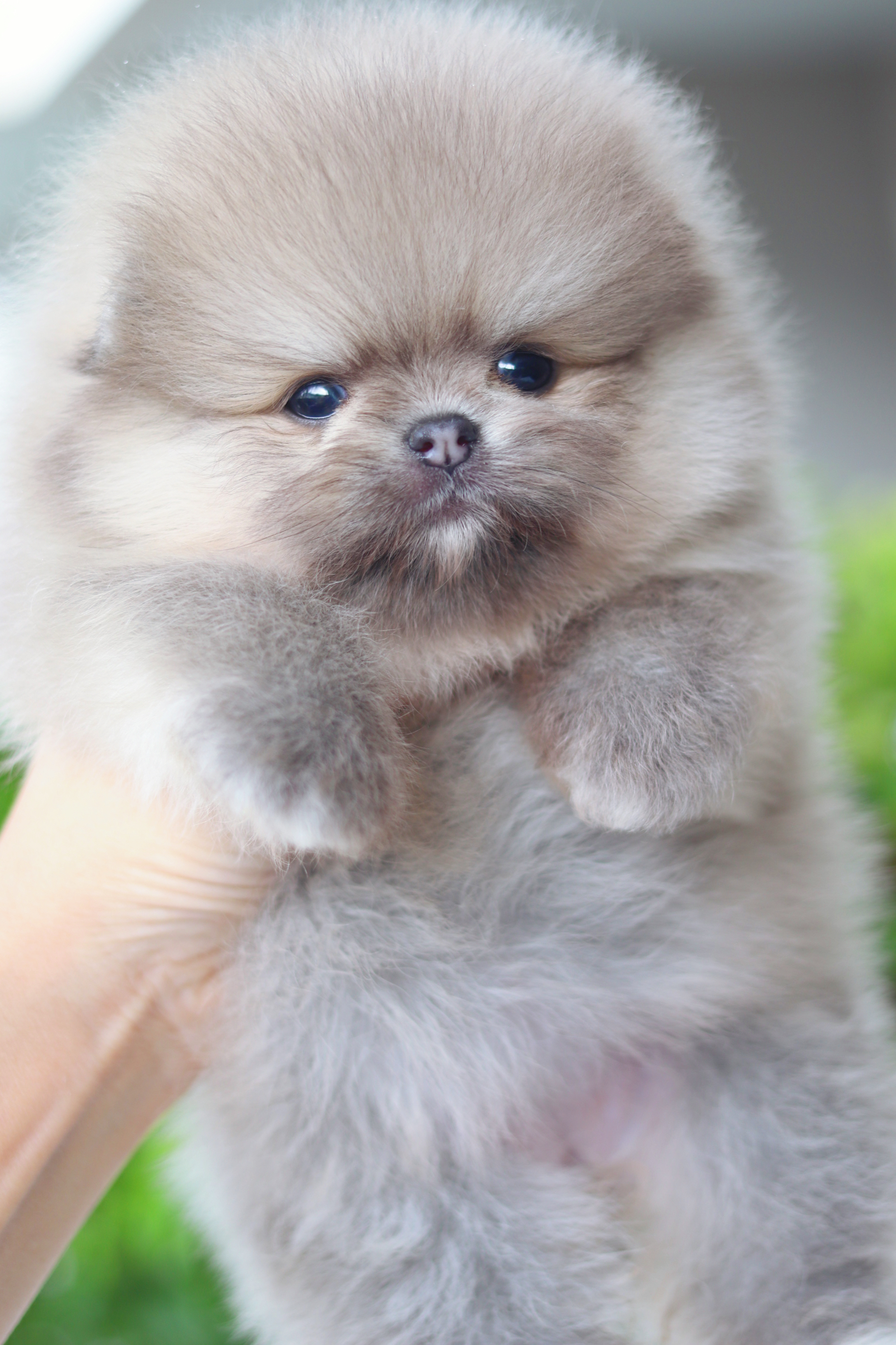 ปอมเมอเรเนียน เพศเมียสีส้ม เกรดโชว์