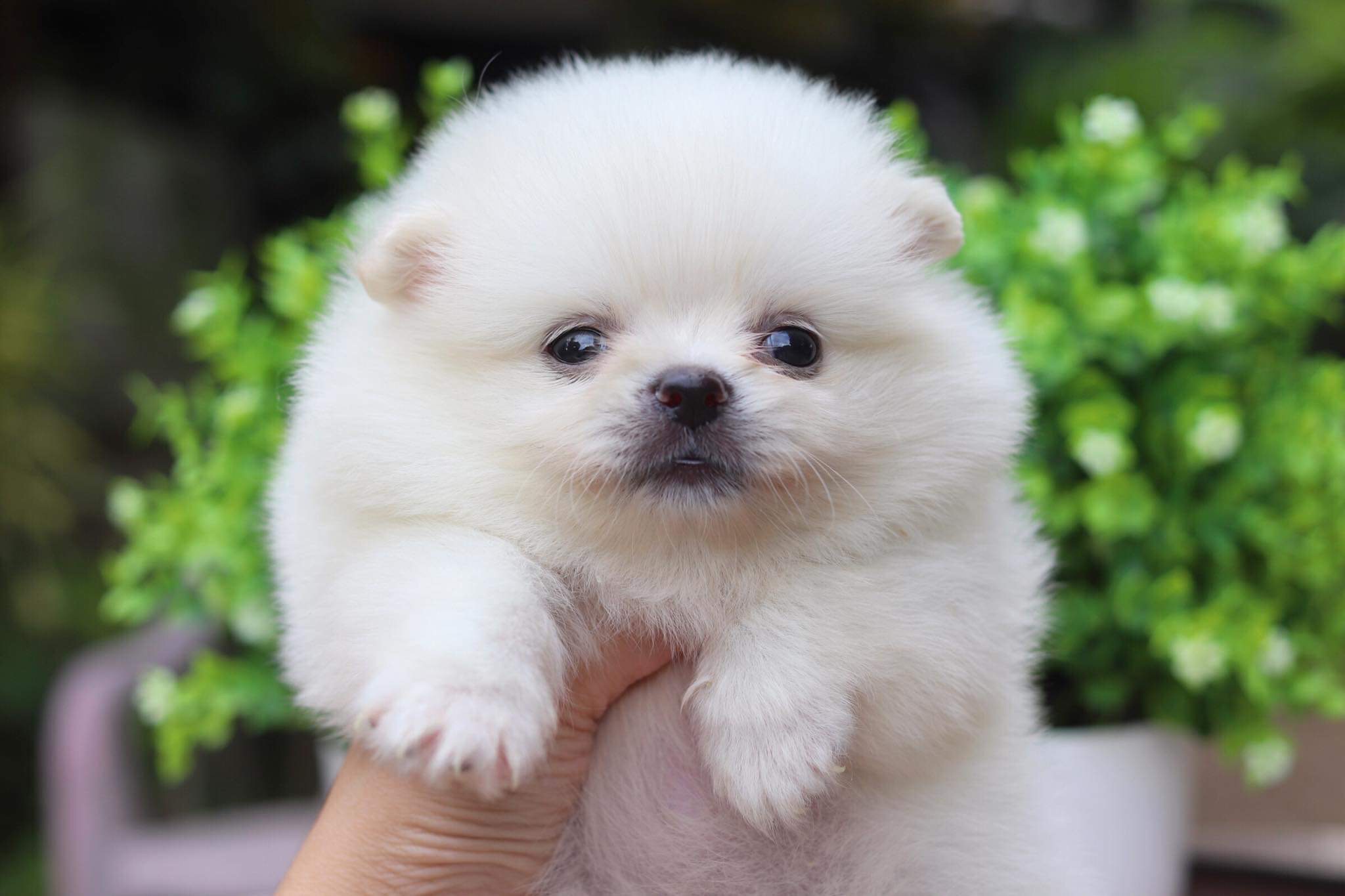 ปอมเมอเรเนียน เพศเมีย