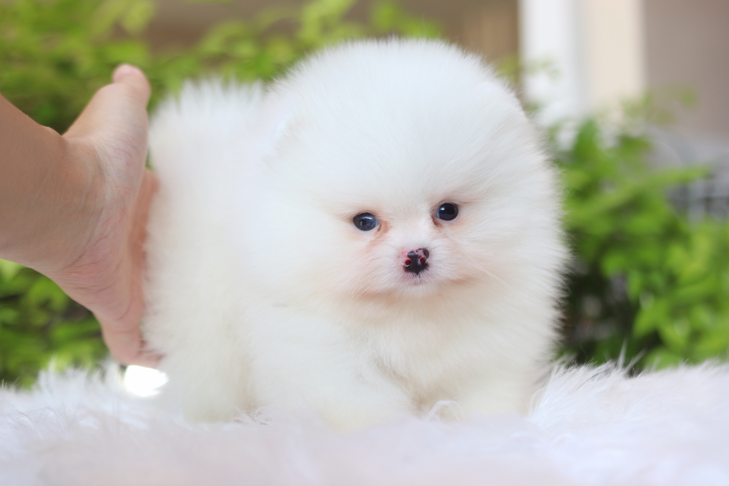 ปอมเมอเรเนียน เพศผู้ สีแฟนซี