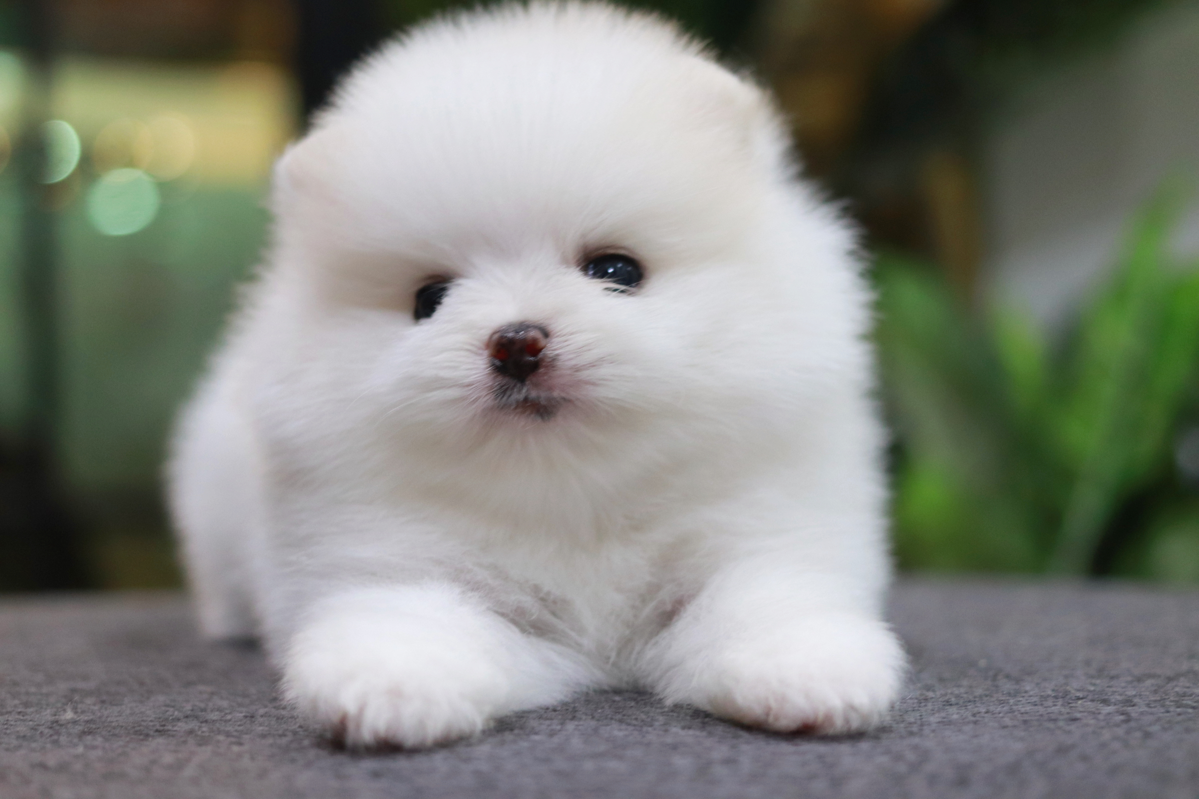 ปอมเมอเรเนียน เพศเมีย