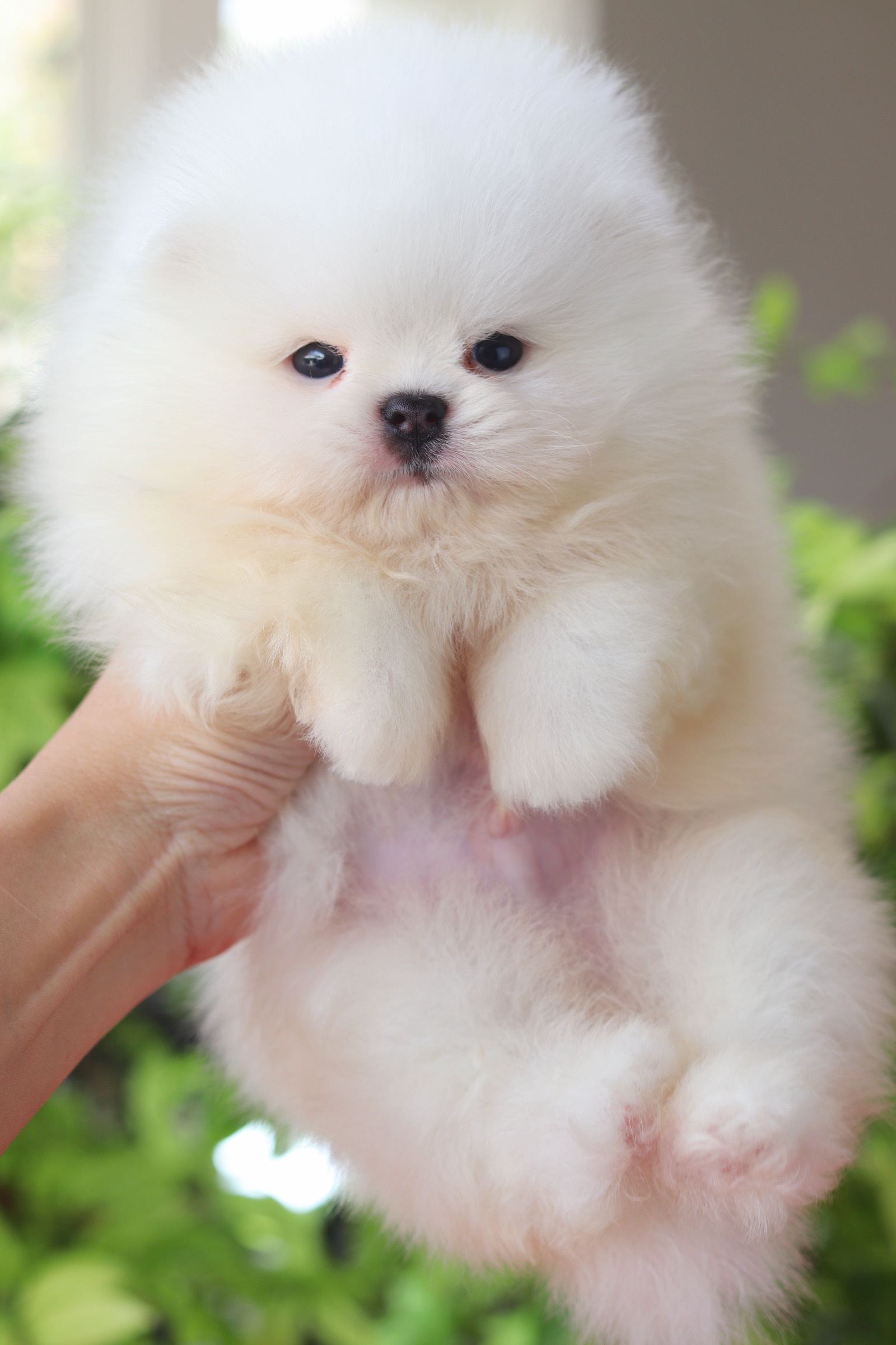 ปอมเมอเรเนียน เพศผู้ สีขาวครีม เกรดโชว์