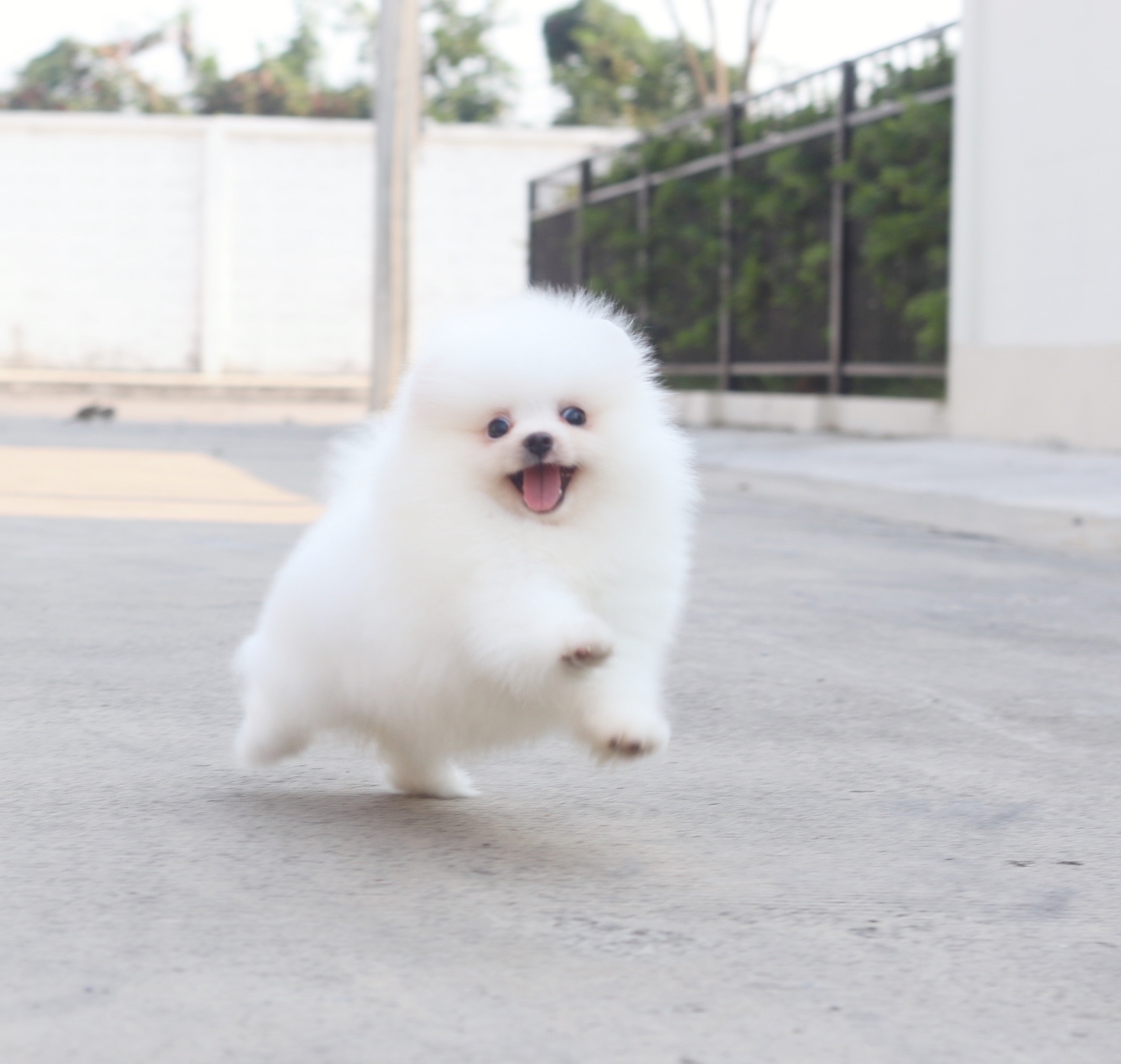 ปอมเมอเรเนียน เพศเมีย สีขาวครีม