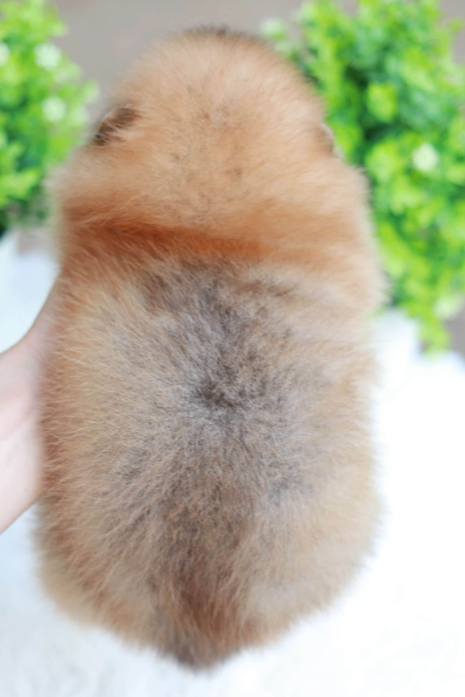 ปอมเมอเรเนียน เพศผู้