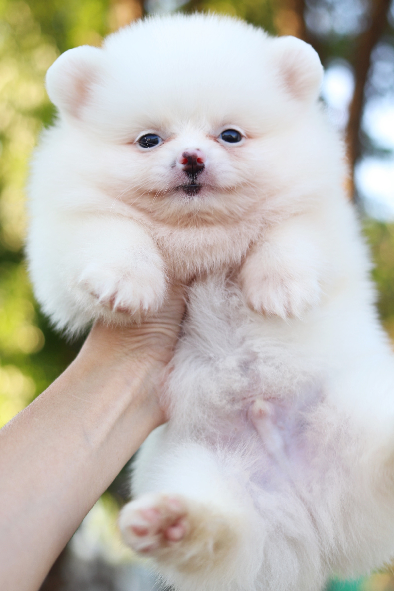 ปอมเมอเรเนียน เพศผู้ สีขาวครีม หน้าฟ็อก