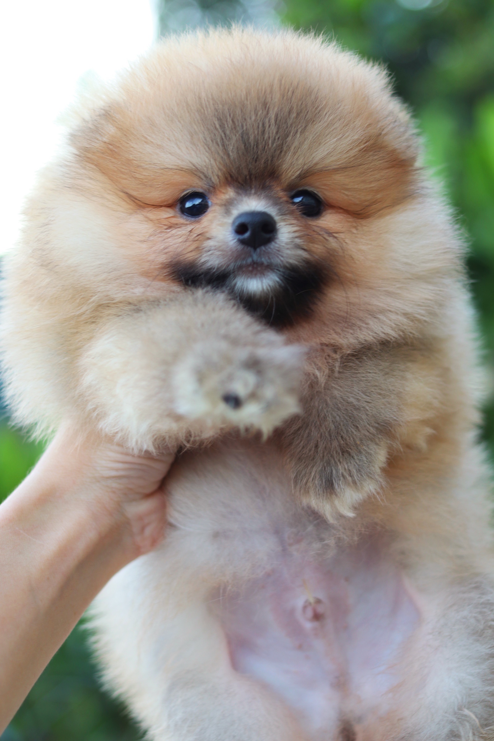 ปอมเมอเรเนียน เพศผู้ สีส้ม