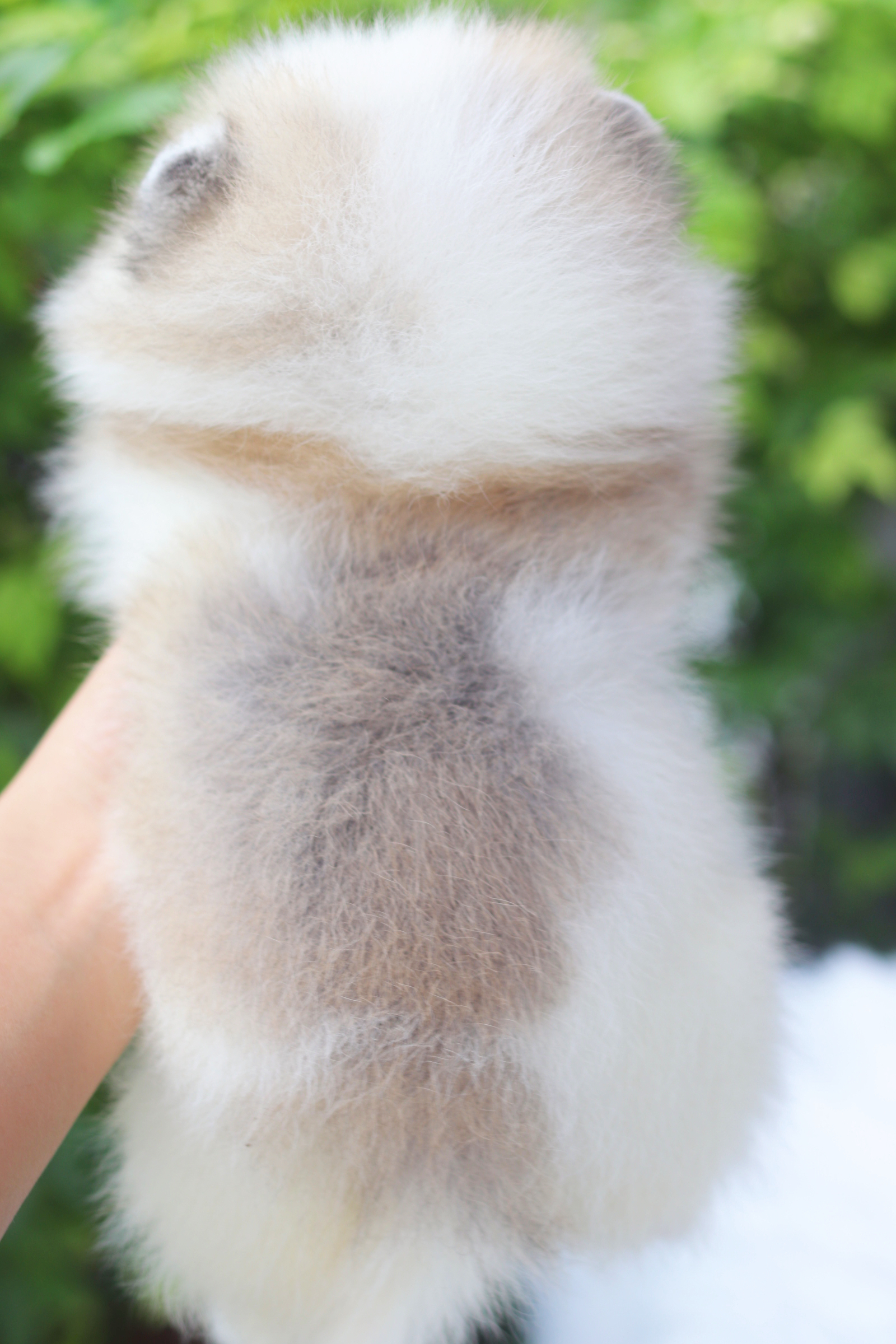 ปอมเมอเรเนียน เพศเมียสีแฟนซี