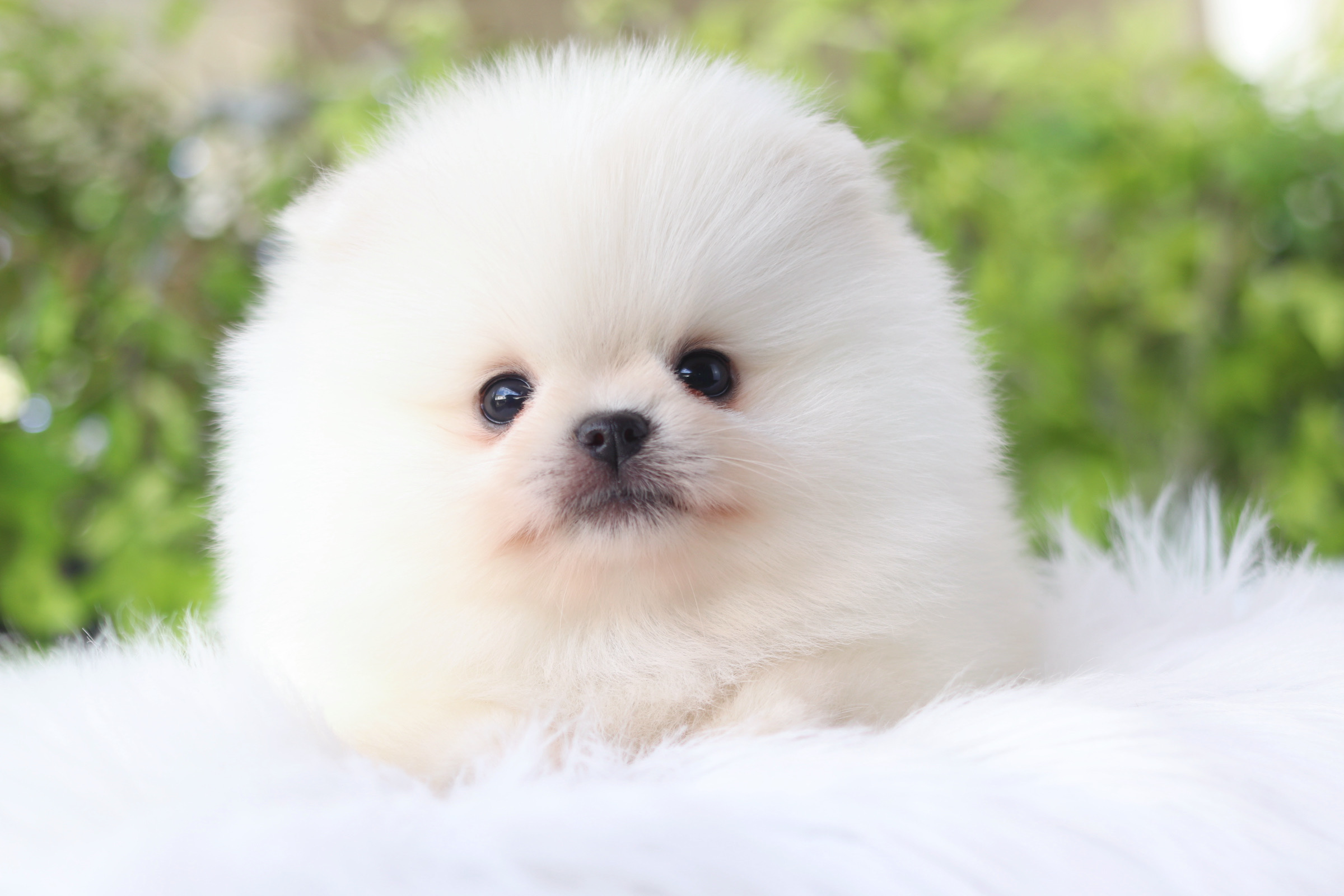 ปอมเมอเรเนียน เพศผู้ สีขาวครีม