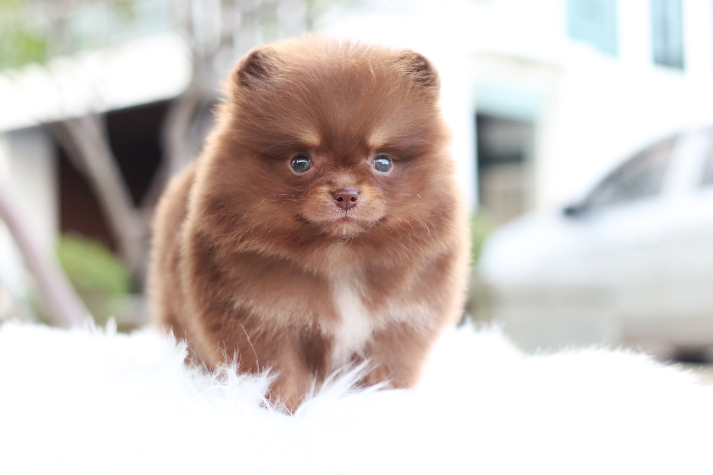 ปอมเมอเรเนียน เพศผู้ สีช็อคแทน