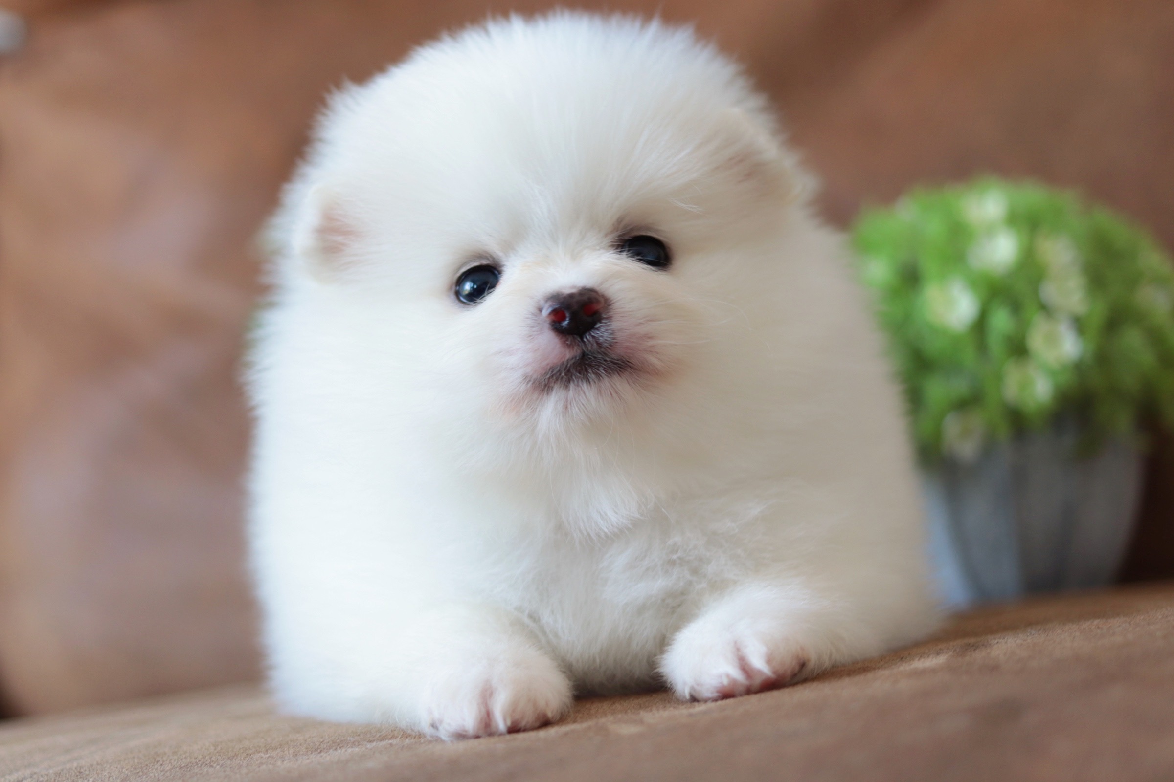 ปอมเมอเรเนียน เพศผู้สีขาว