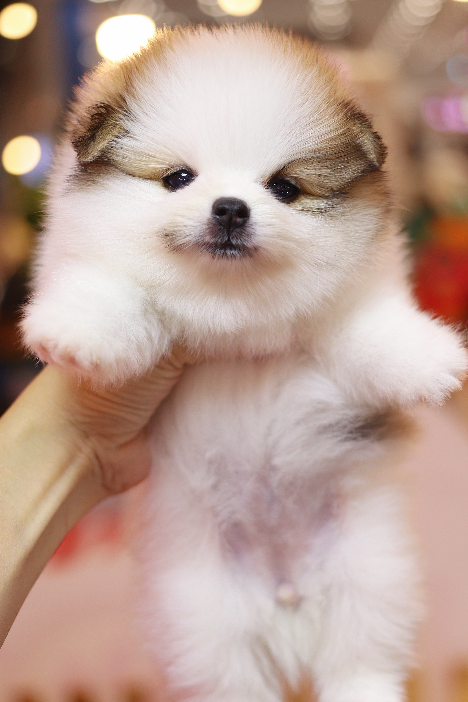 ปอมเมอเรเนียน เพศเมียสีแฟนซีเกรดโชว์