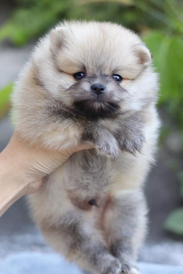 ปอมเมอเรเนียน เพศผู้