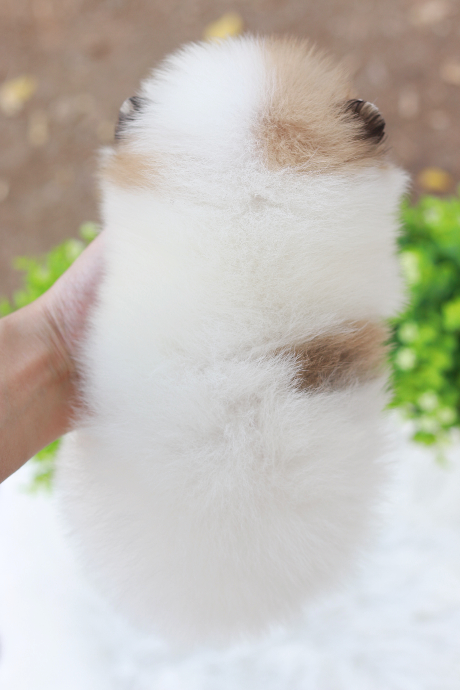 ปอมเมอเรเนียน เพศผู้