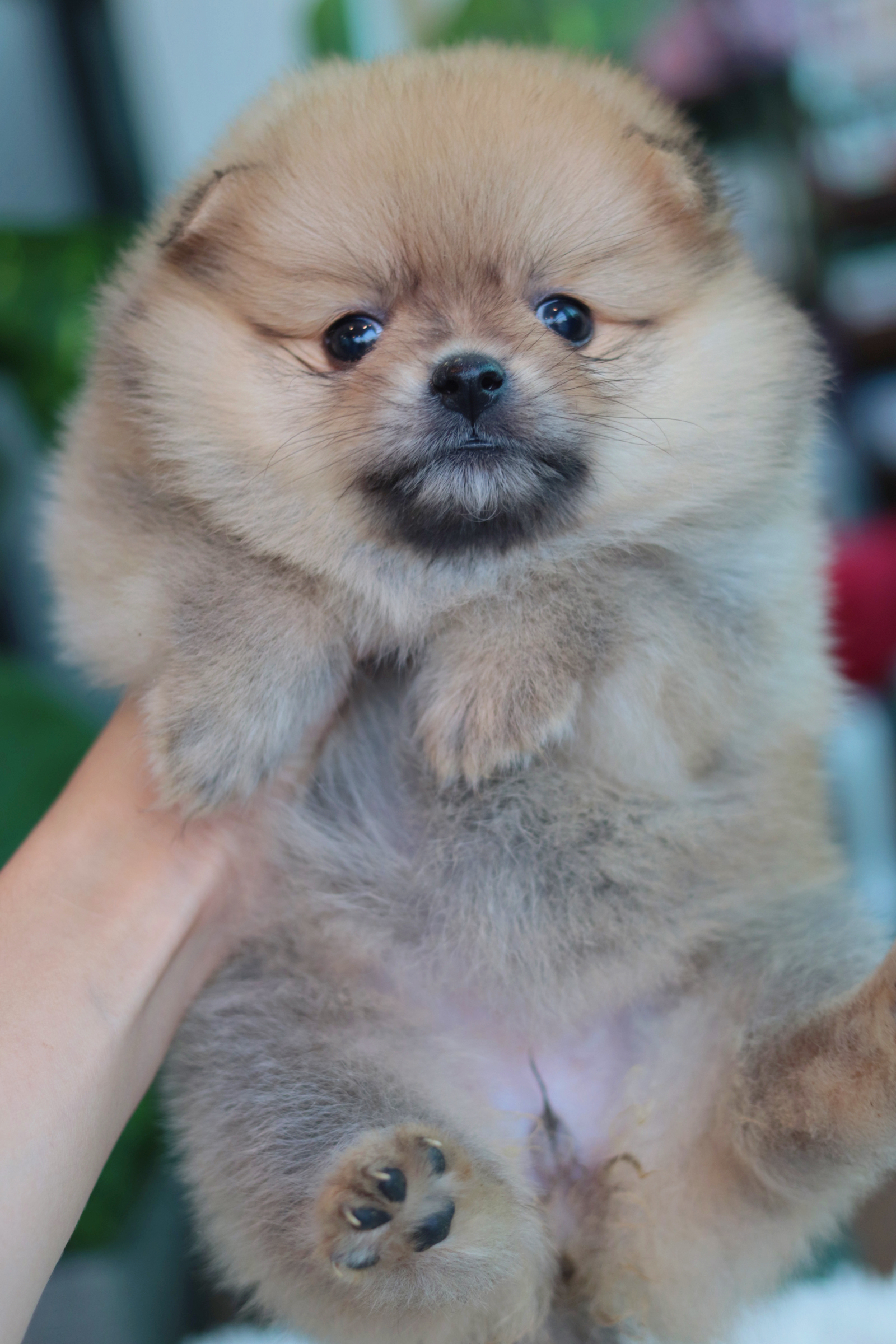 ปอมเมอเรเนียน เพศเมียสีส้ม