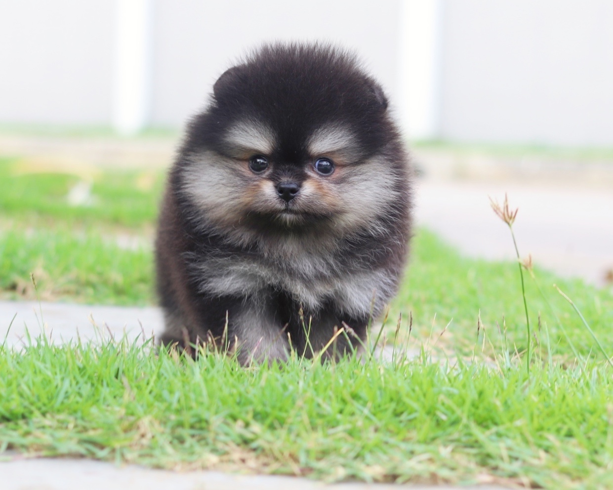 ปอมเมอเรเนียน เพศเมียสีแบล็คแทนเกรดโชว์