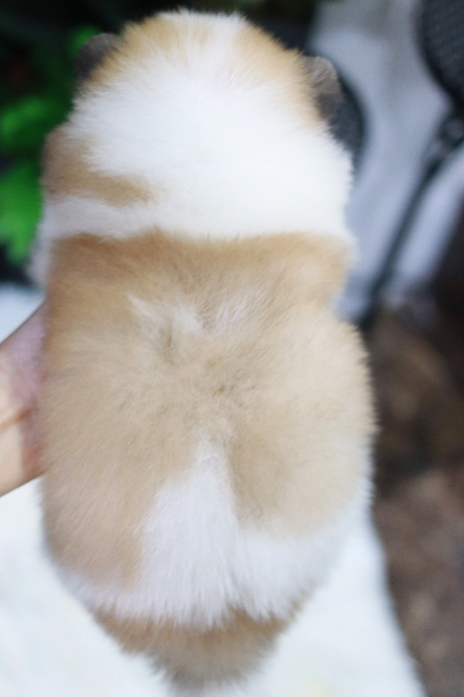 ปอมเมอเรเนียน เพศเมีย แฟนซี