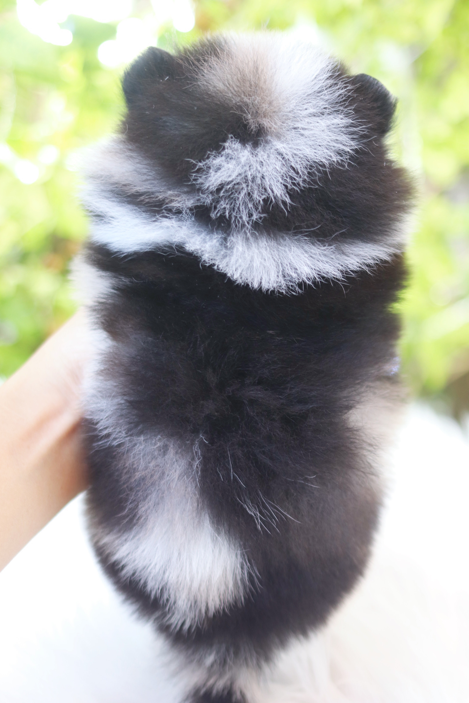 ปอมเมอเรเนียน เพศผู้ สีเมอร์เร่