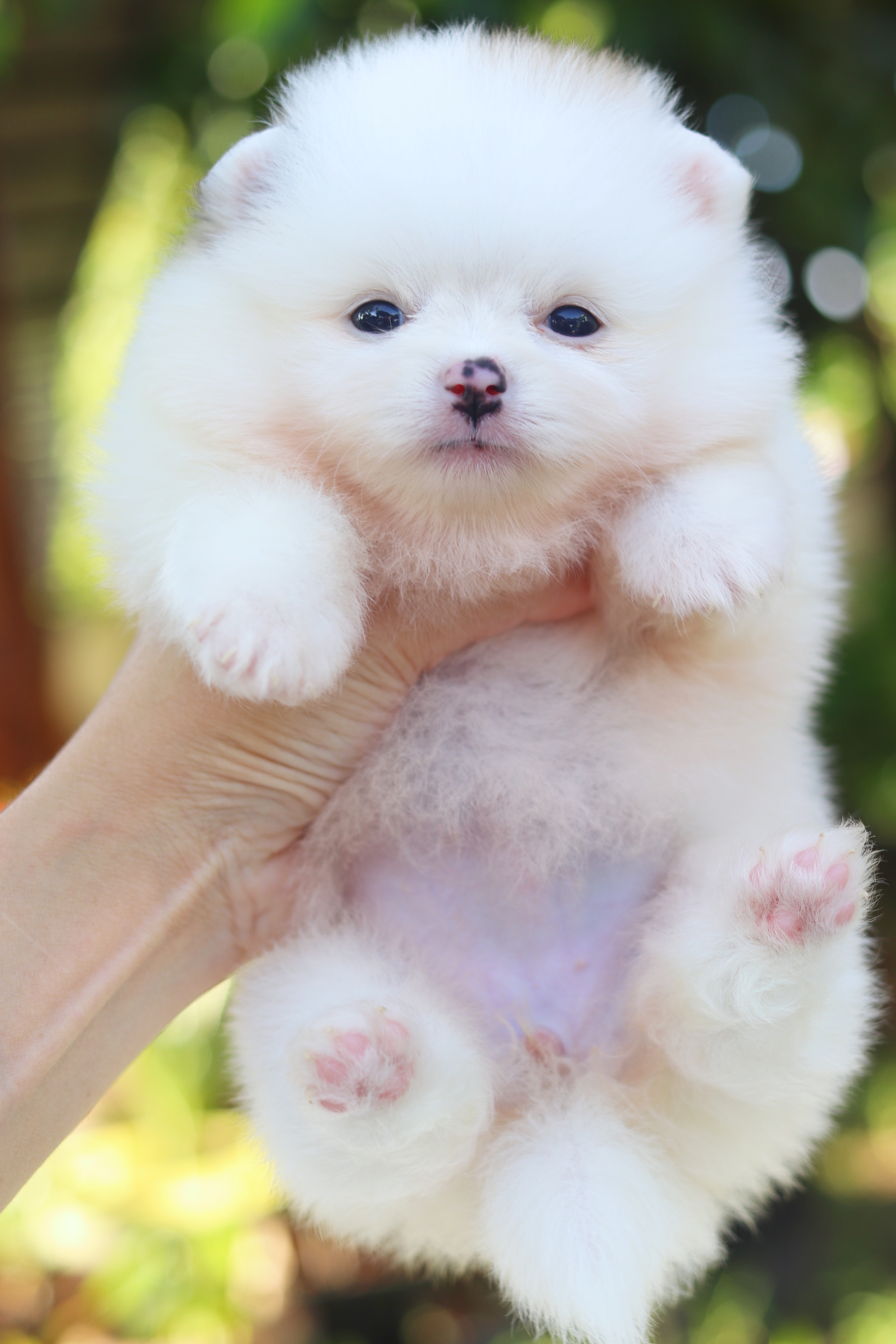 ปอมเมอเรเนียน เพศเมียสีแฟนซี