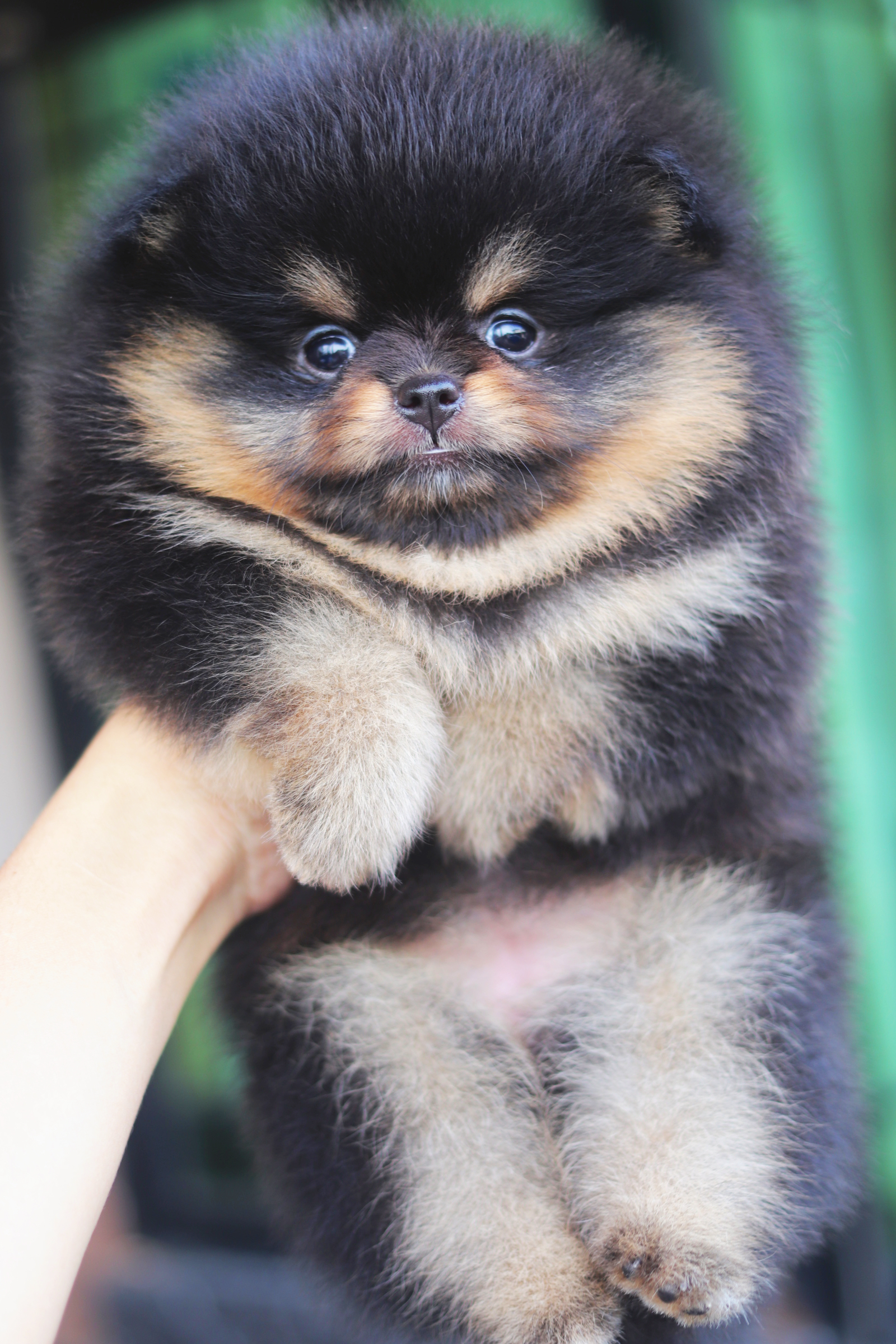 ปอมเมอเรเนียน เพศเมียสีแบล็คแทน