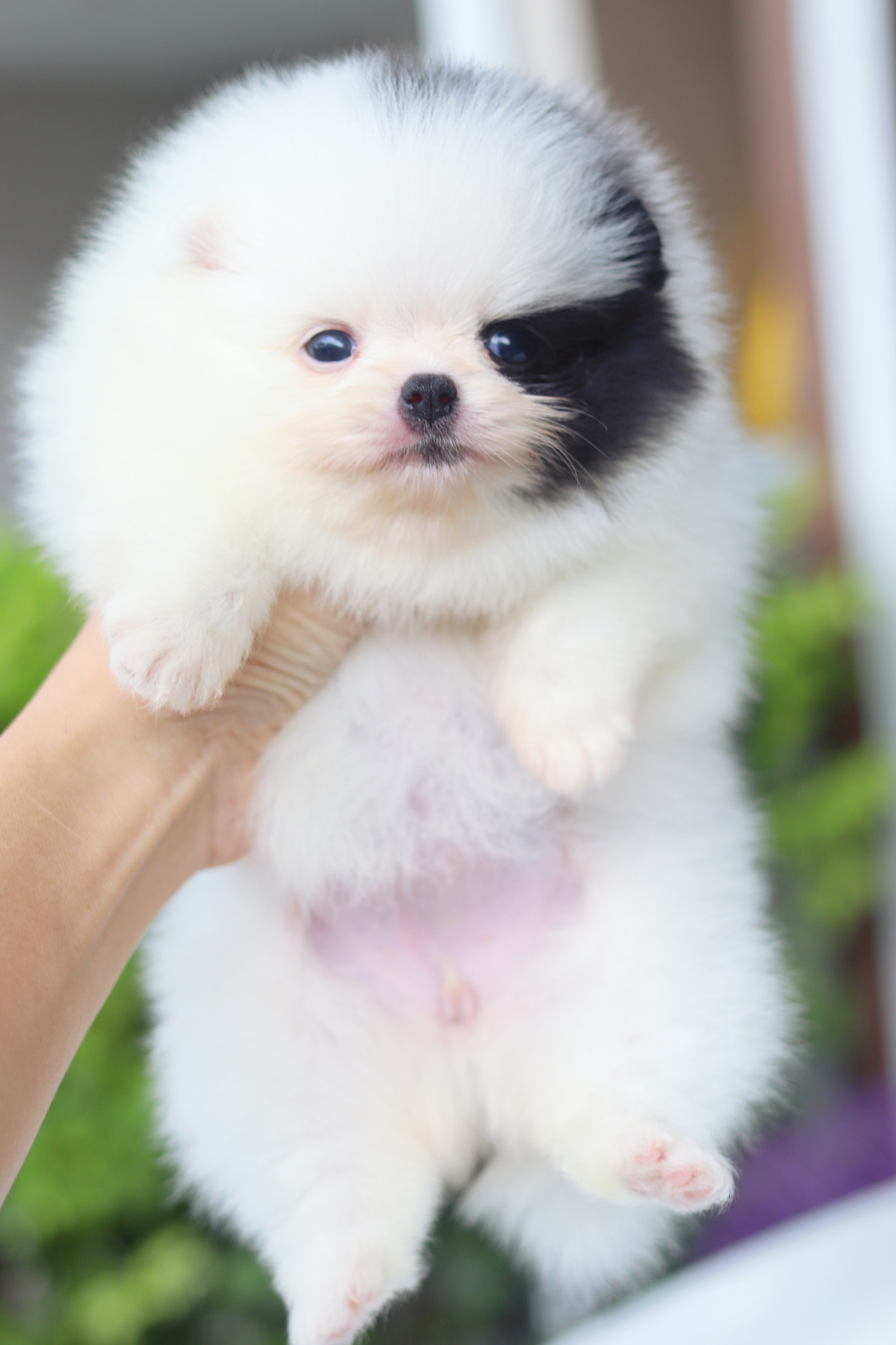 ปอมเมอเรเนียน เพศเมียสีแฟนซีเกรดโชว์