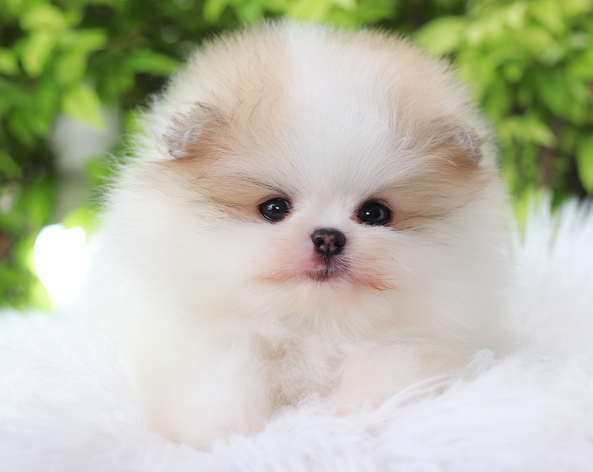 ปอมเมอเรเนียน เพศผู้ สีแฟนซีลูกครึ่งเกาหลี
