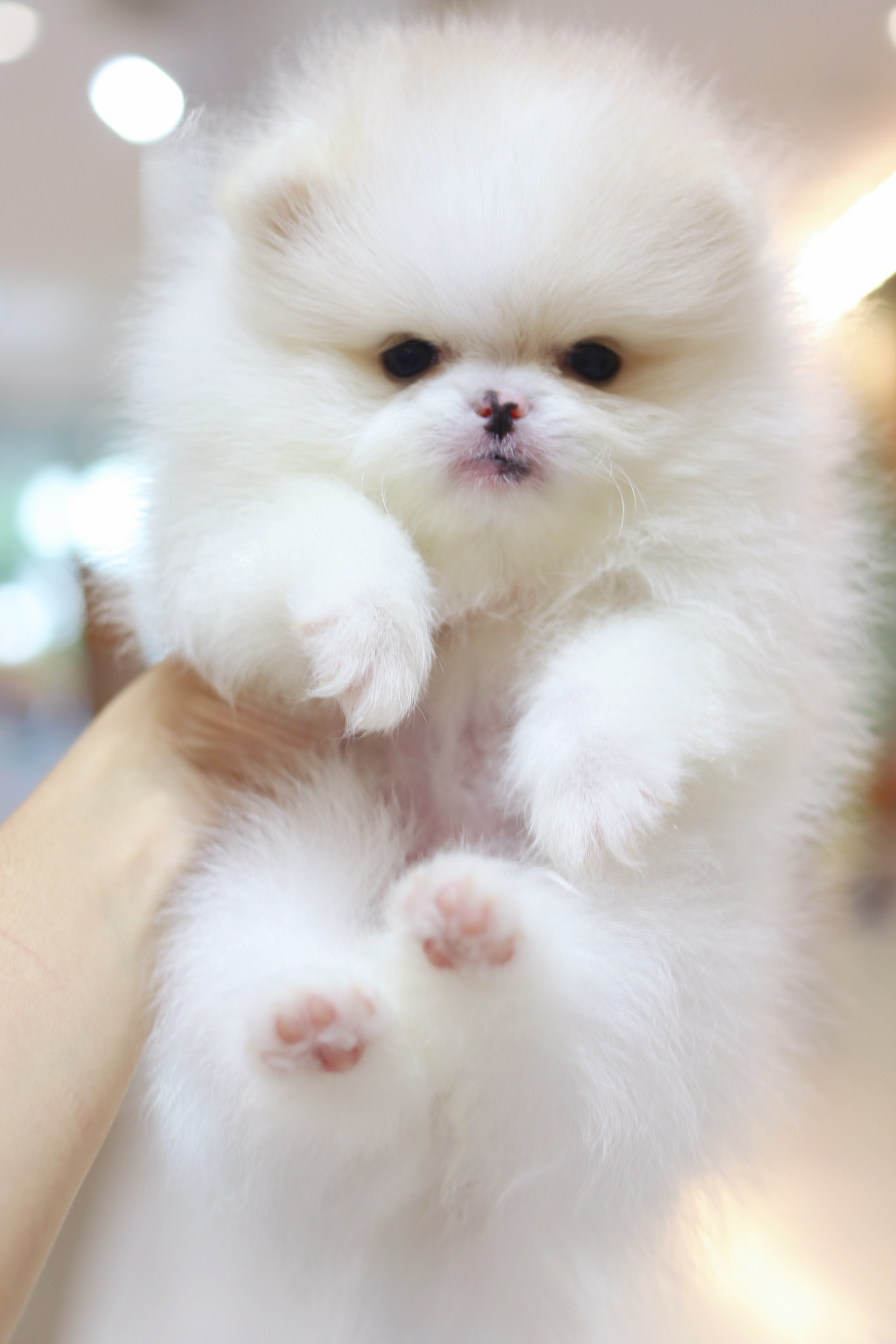 ปอมเมอเรเนียน เพศเมียสีขาวครีม เกรดโชว์