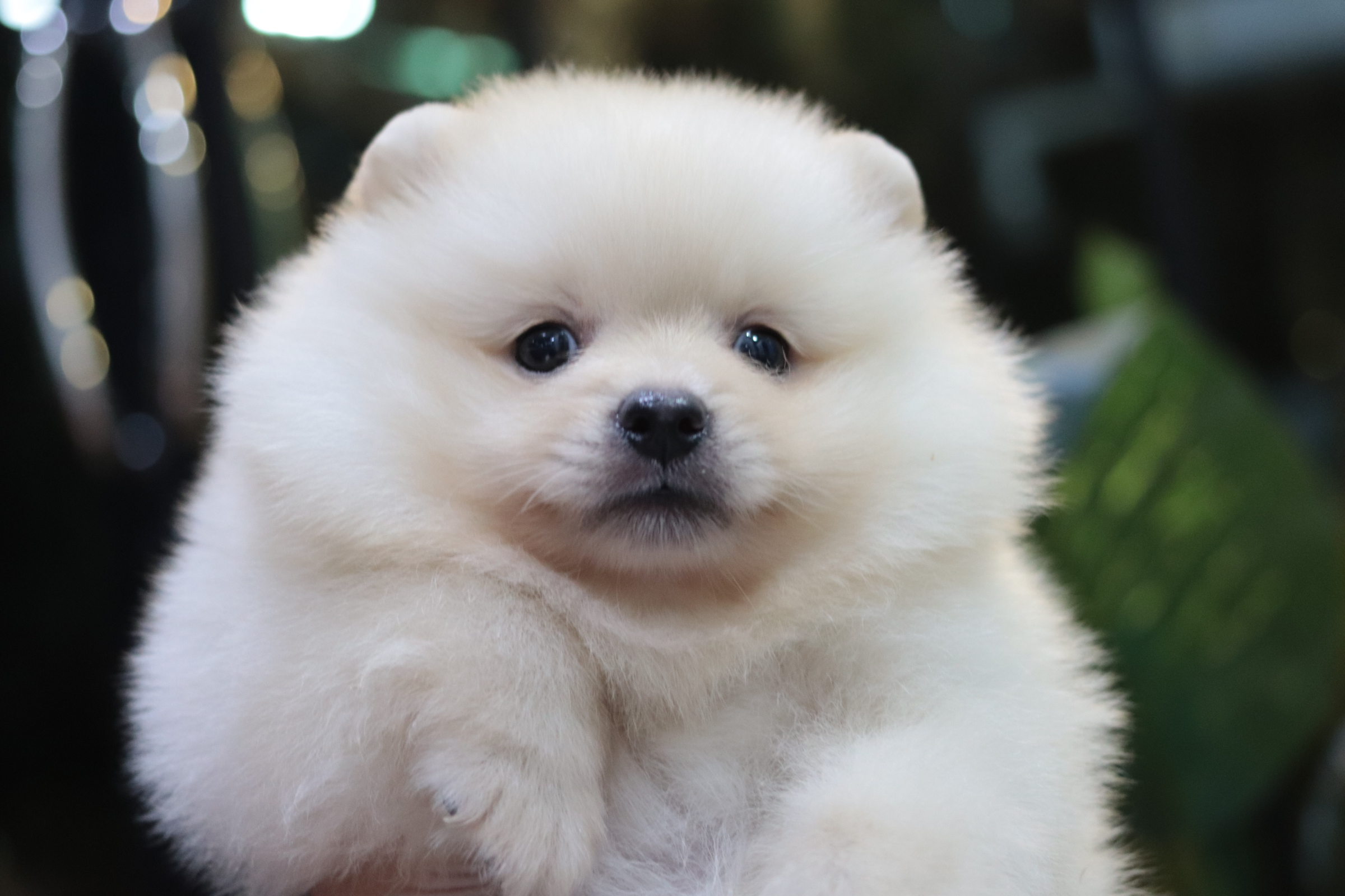 ปอมเมอเรเนียน เพศผู้ขาวครีม