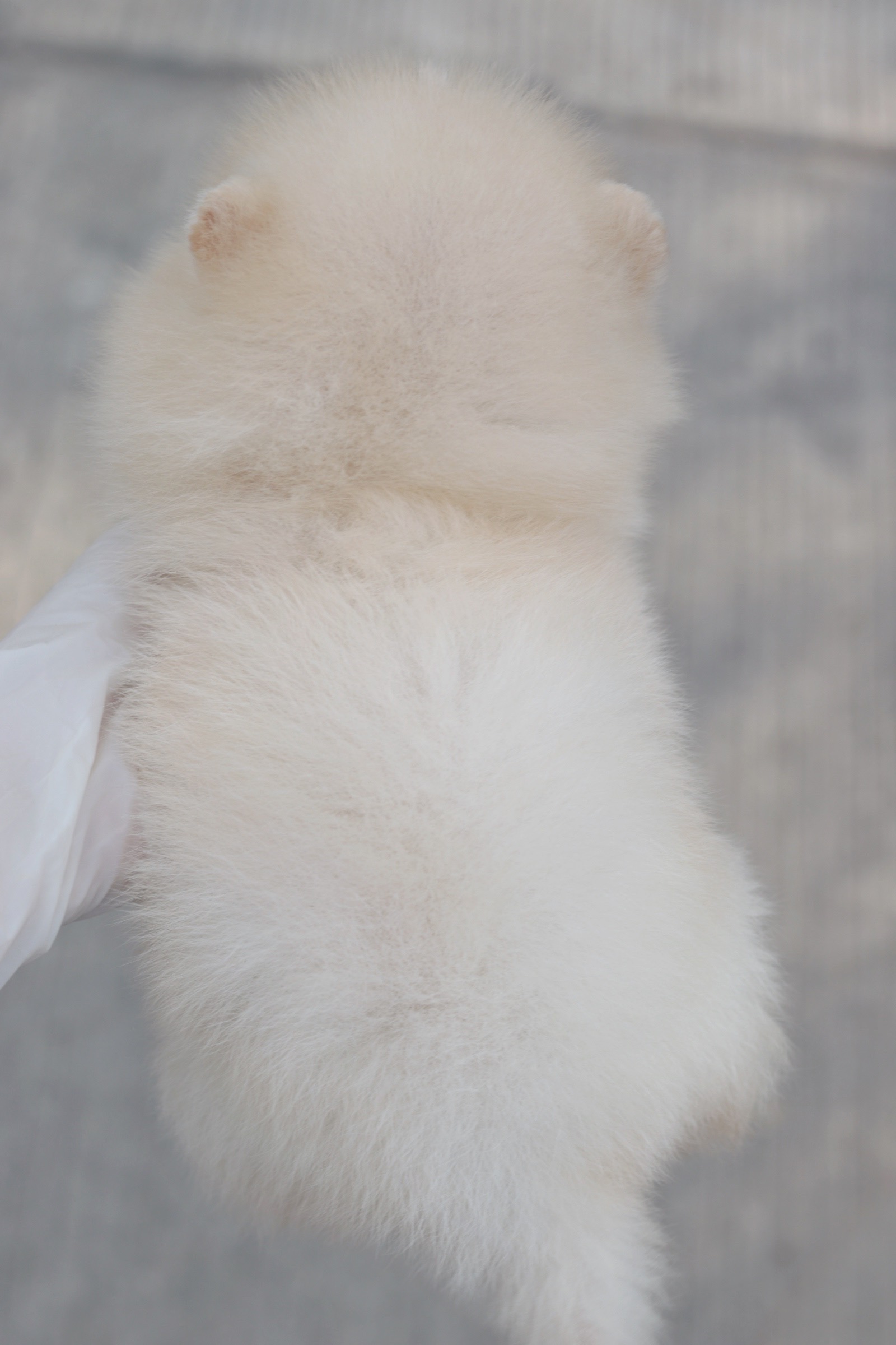 ปอมเมอเรเนียน เพศเมีย สีขาวครีม