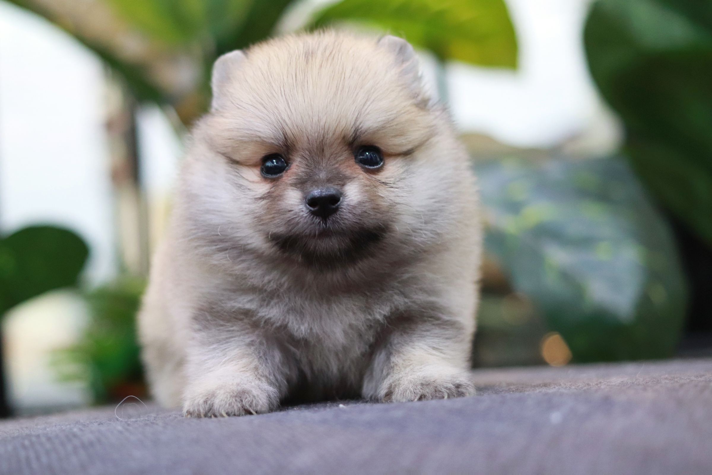 ปอมเมอเรเนียน เพศผู้ ไซส์เล็ก