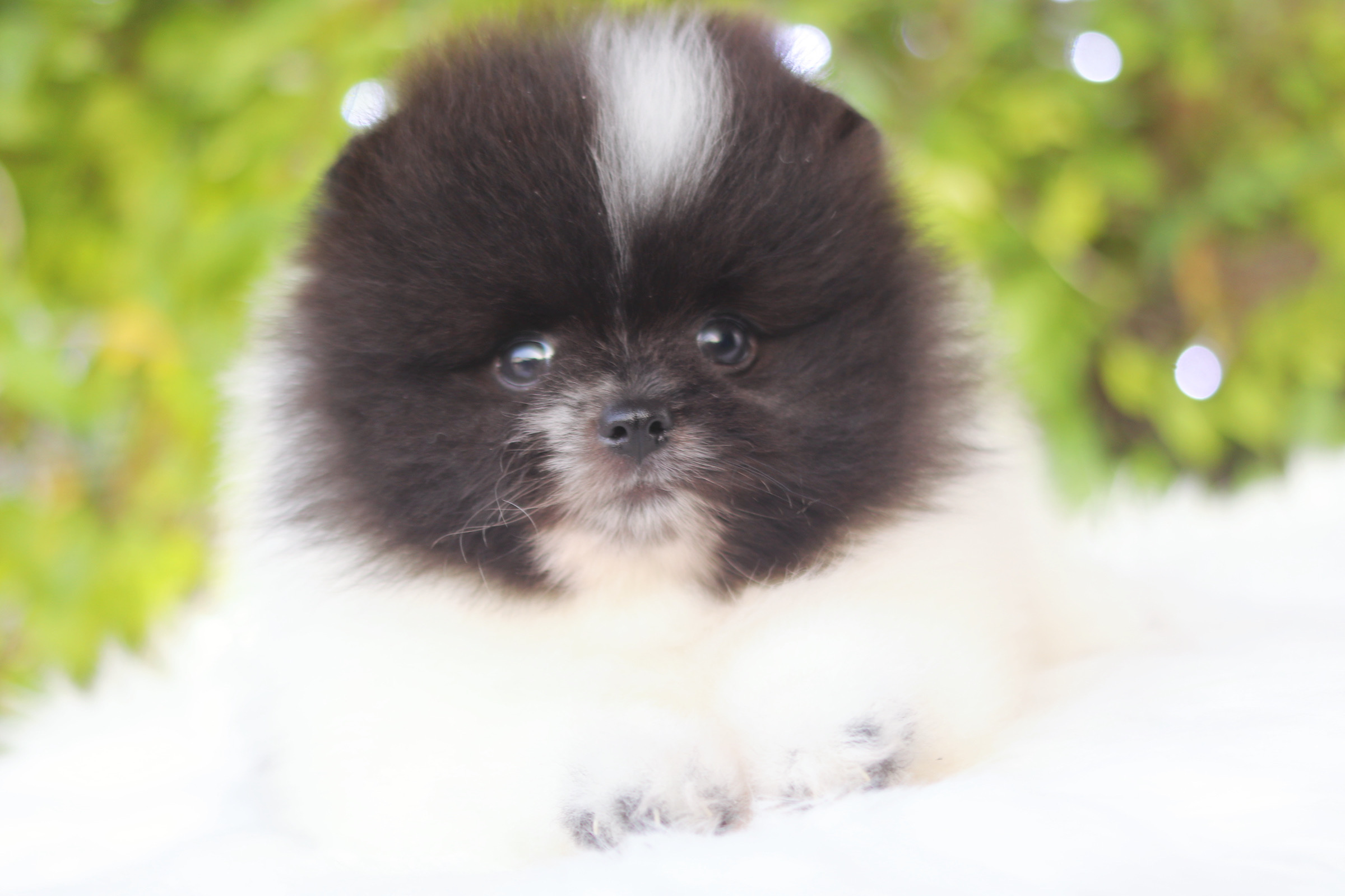 ปอมเมอเรเนียน เพศผู้ สีแฟนซี