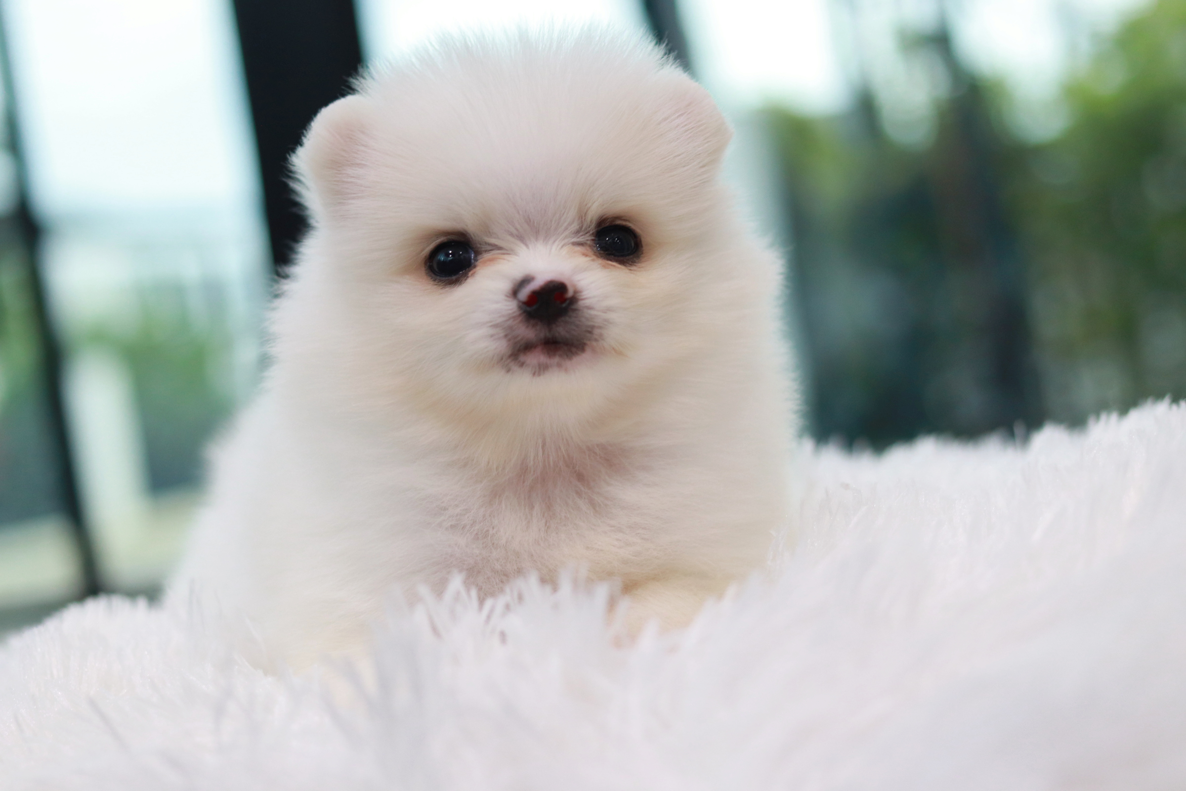 ปอมเมอเรเนียน เพศผู้ สีขาวไซส์เล็ก