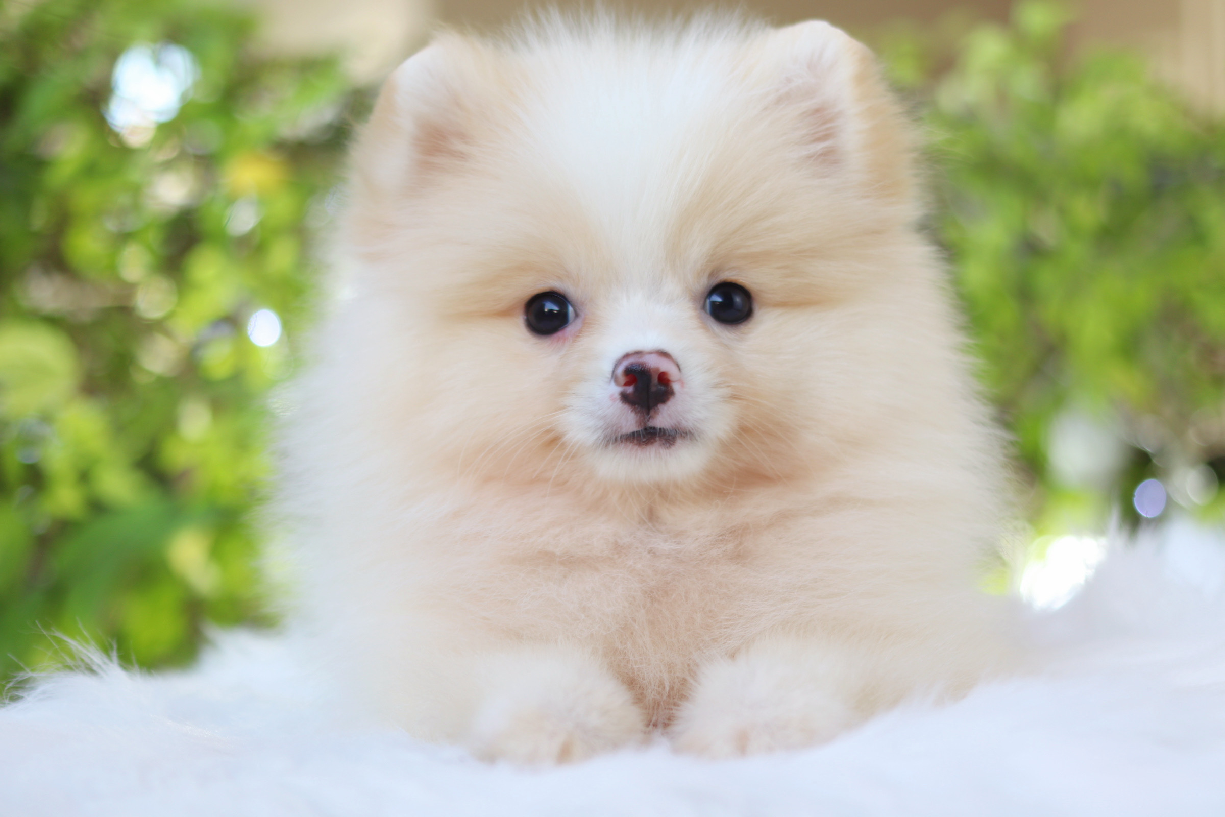 ปอมเมอเรเนียน เพศเมียสีครีม