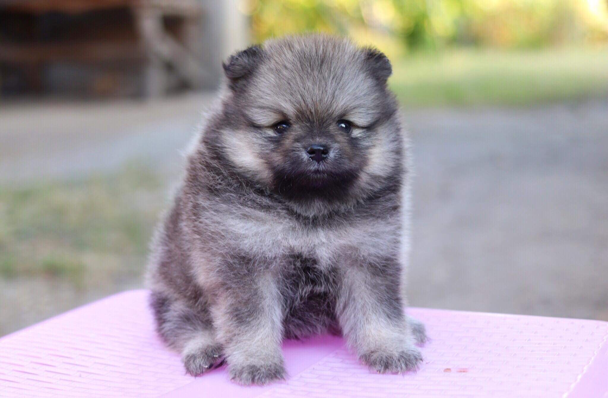 ปอมเมอเรเนียน เพศผู้