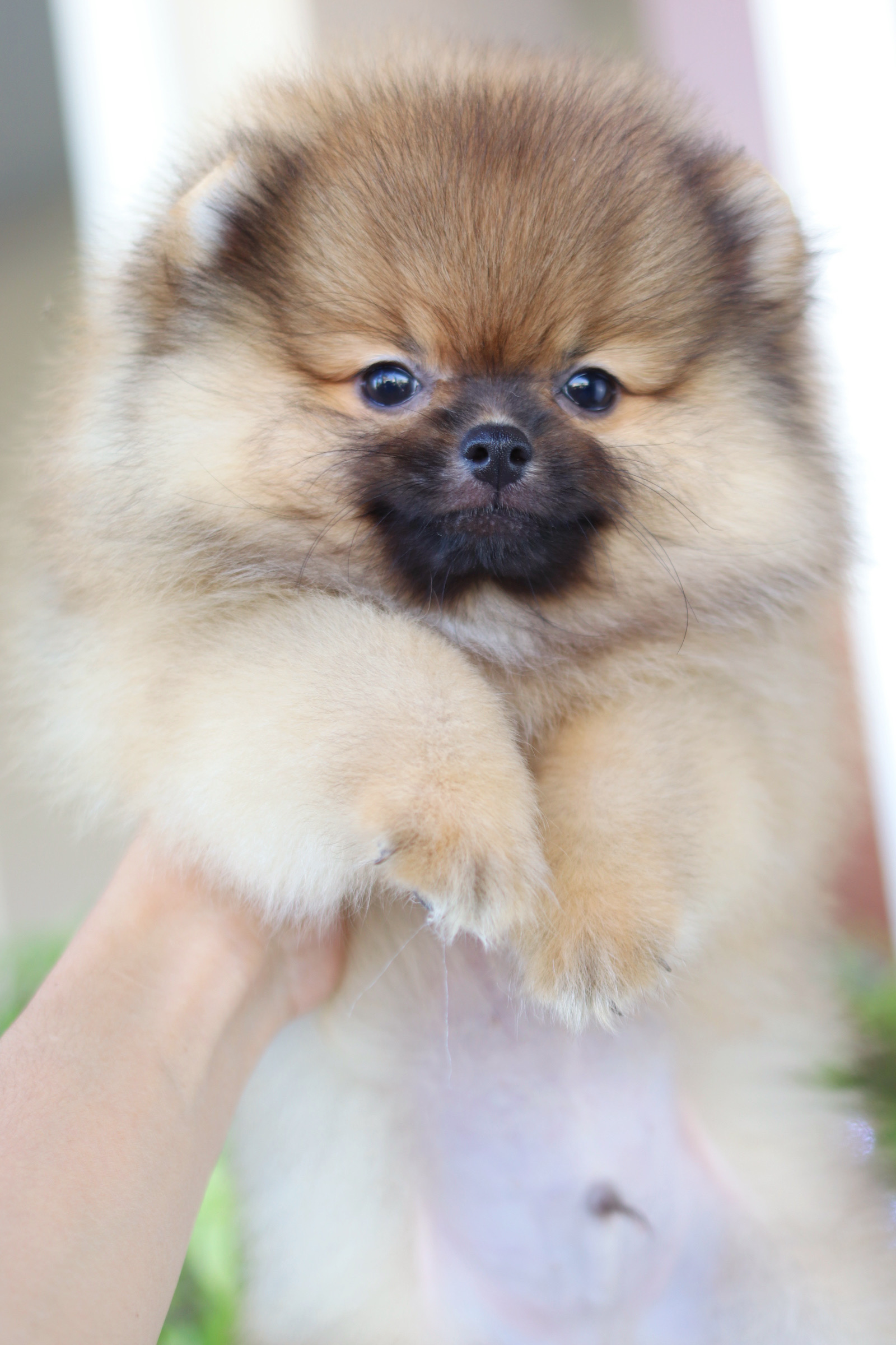 ปอมเมอเรเนียน เพศผู้ สีส้ม