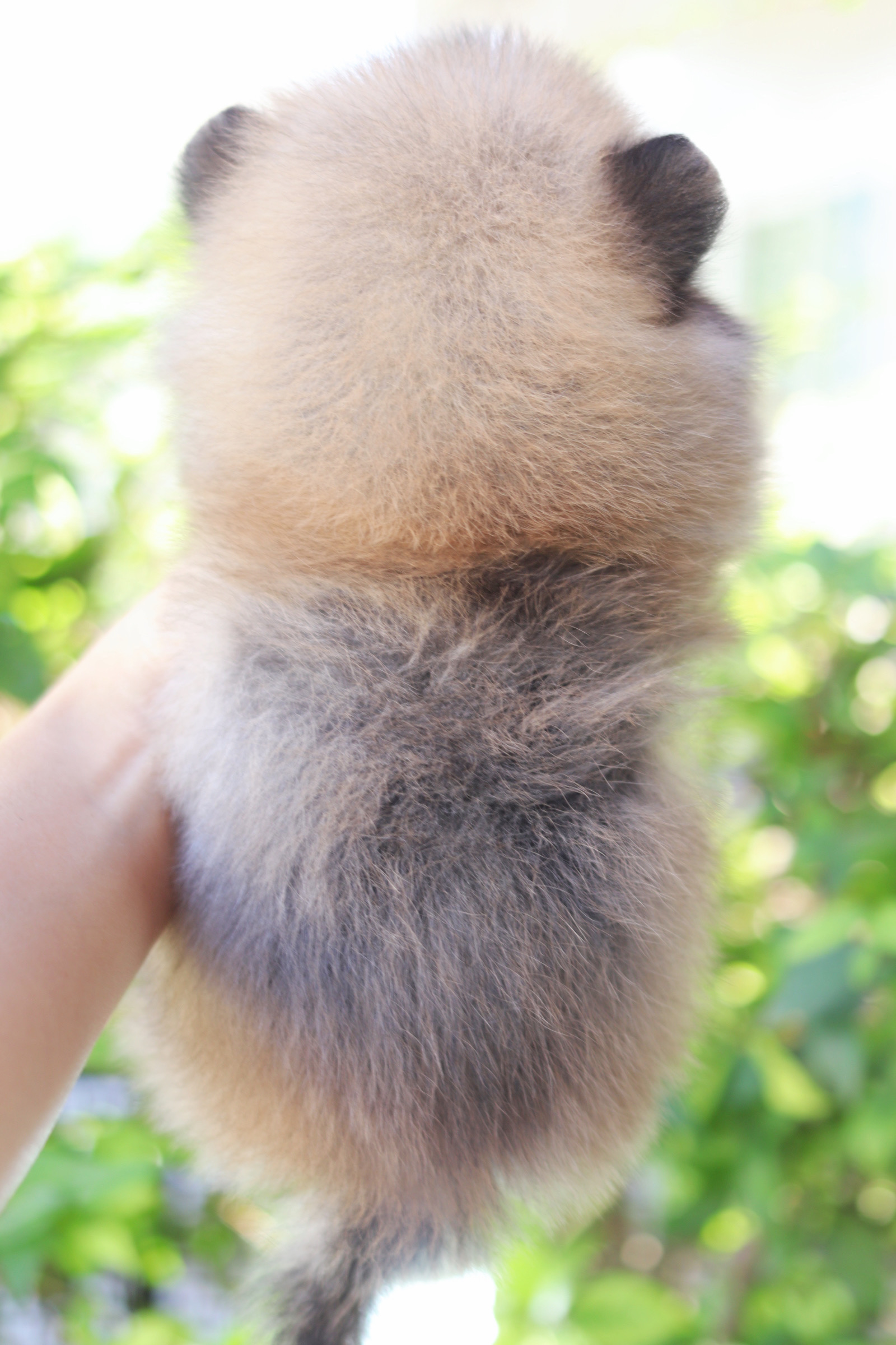 ปอมเมอเรเนียน เพศผู้สีส้ม