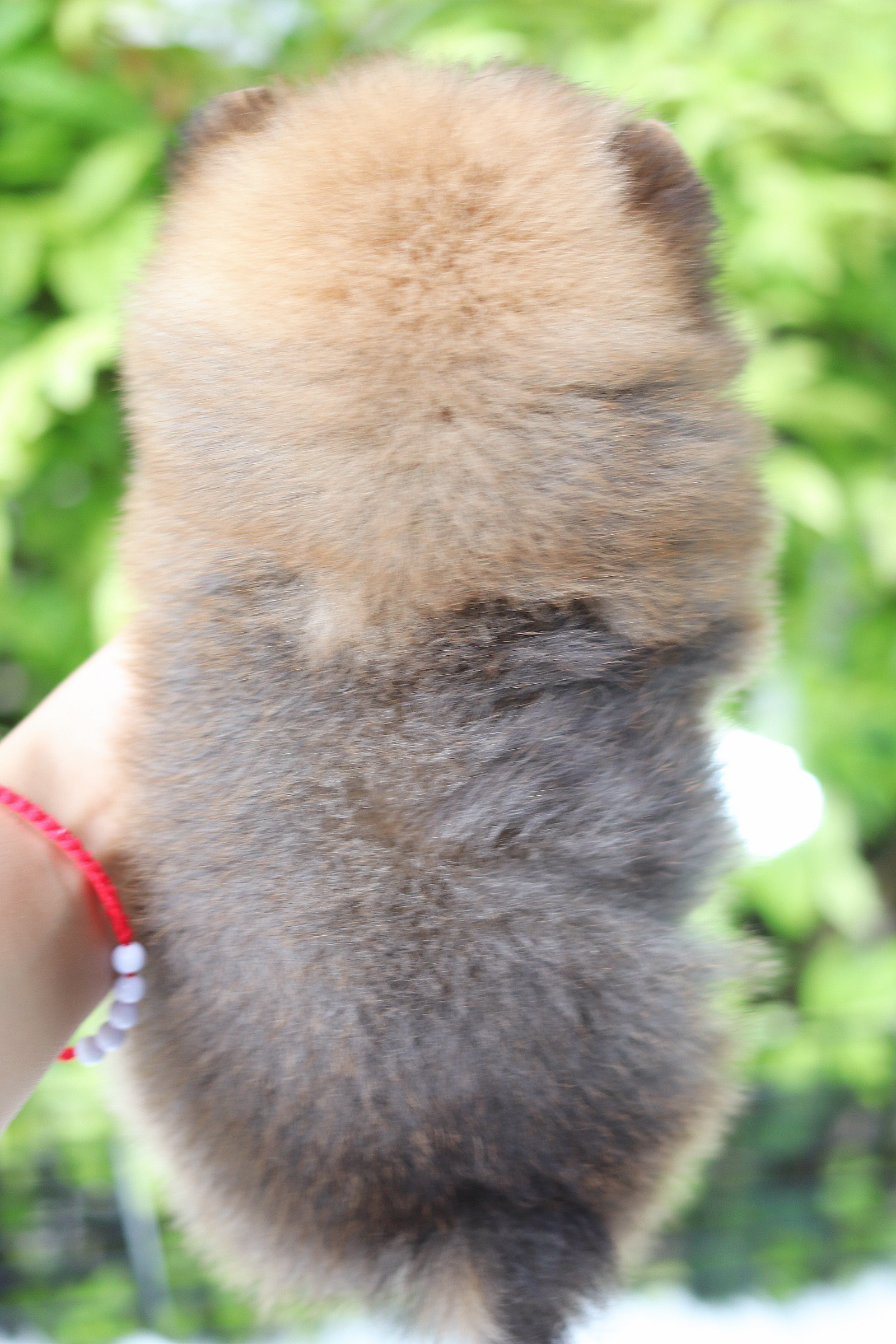 ปอมเมอเรเนียน เพศผู้สีส้ม