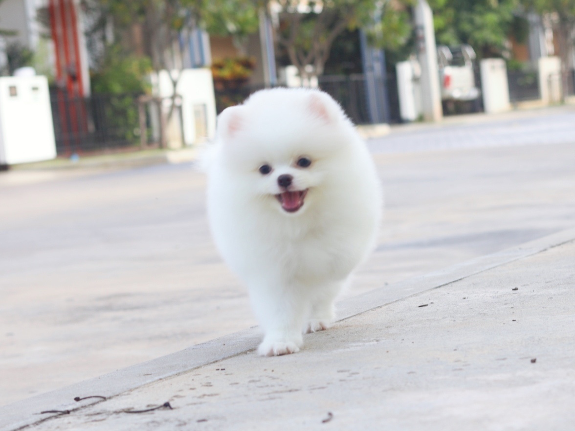 ปอมเมอเรเนียน เพศผู้สีขาวครีม