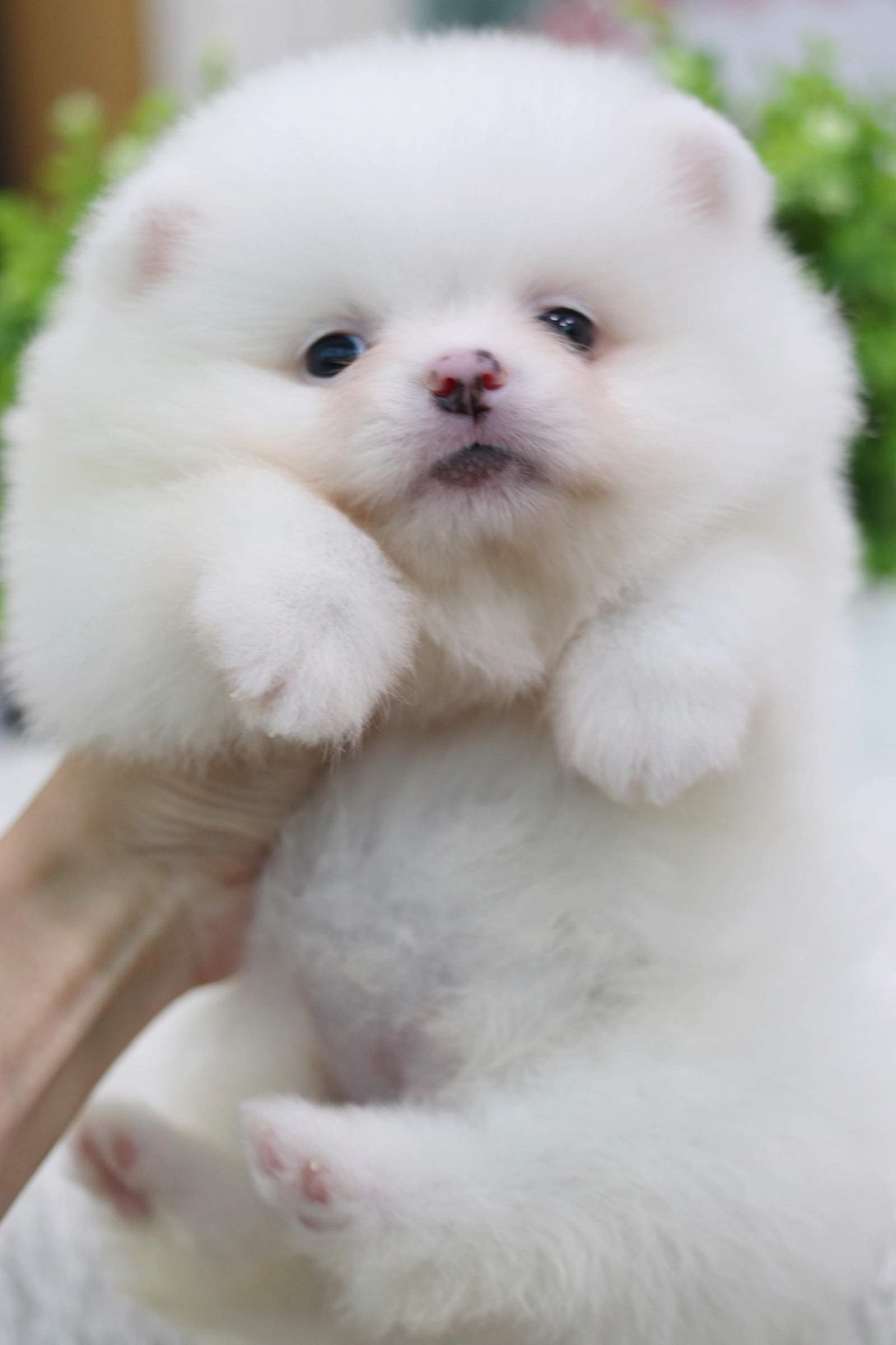 ปอมเมอเรเนียน เพศผู้