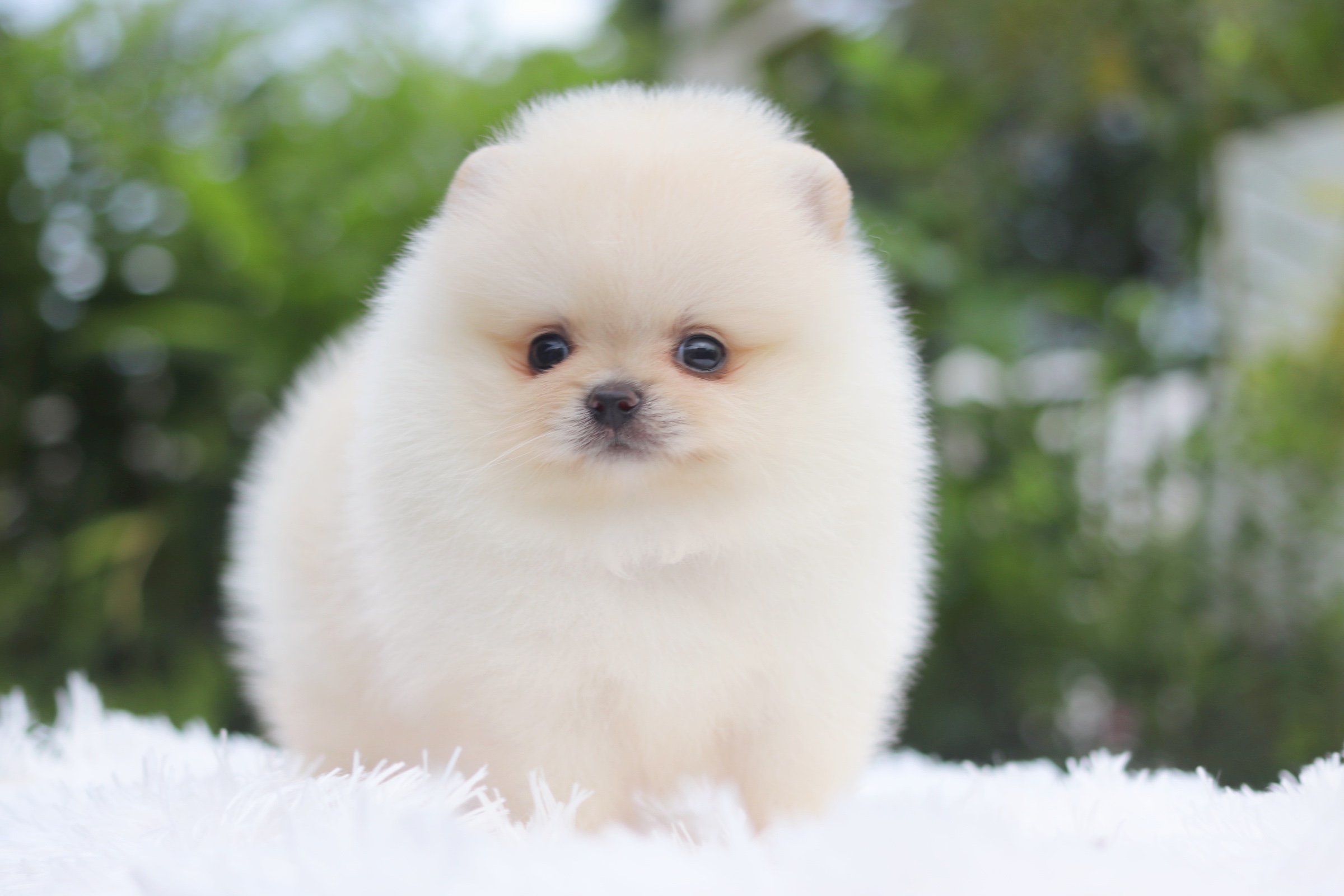 ปอมเมอเรเนียน เพศผู้ สีขาวครีมเกรดโชว์ พร้อมใบเพ็ดดีกรีเต็มใบ