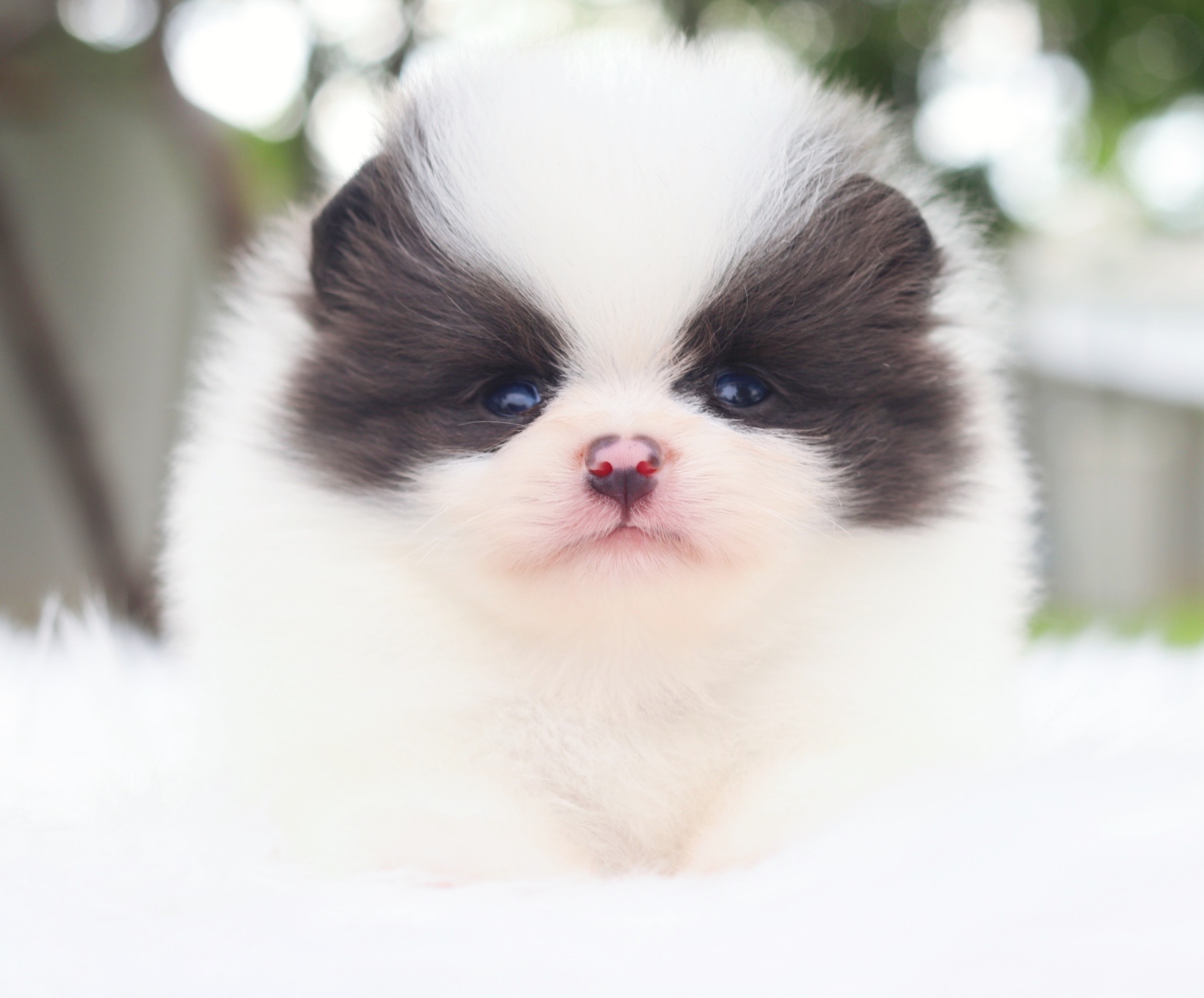 ปอมเมอเรเนียน เพศผู้สีแฟนซี